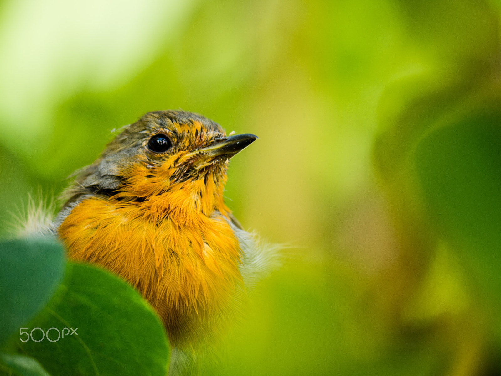Panasonic Lumix DMC-G2 sample photo. Old robin photography