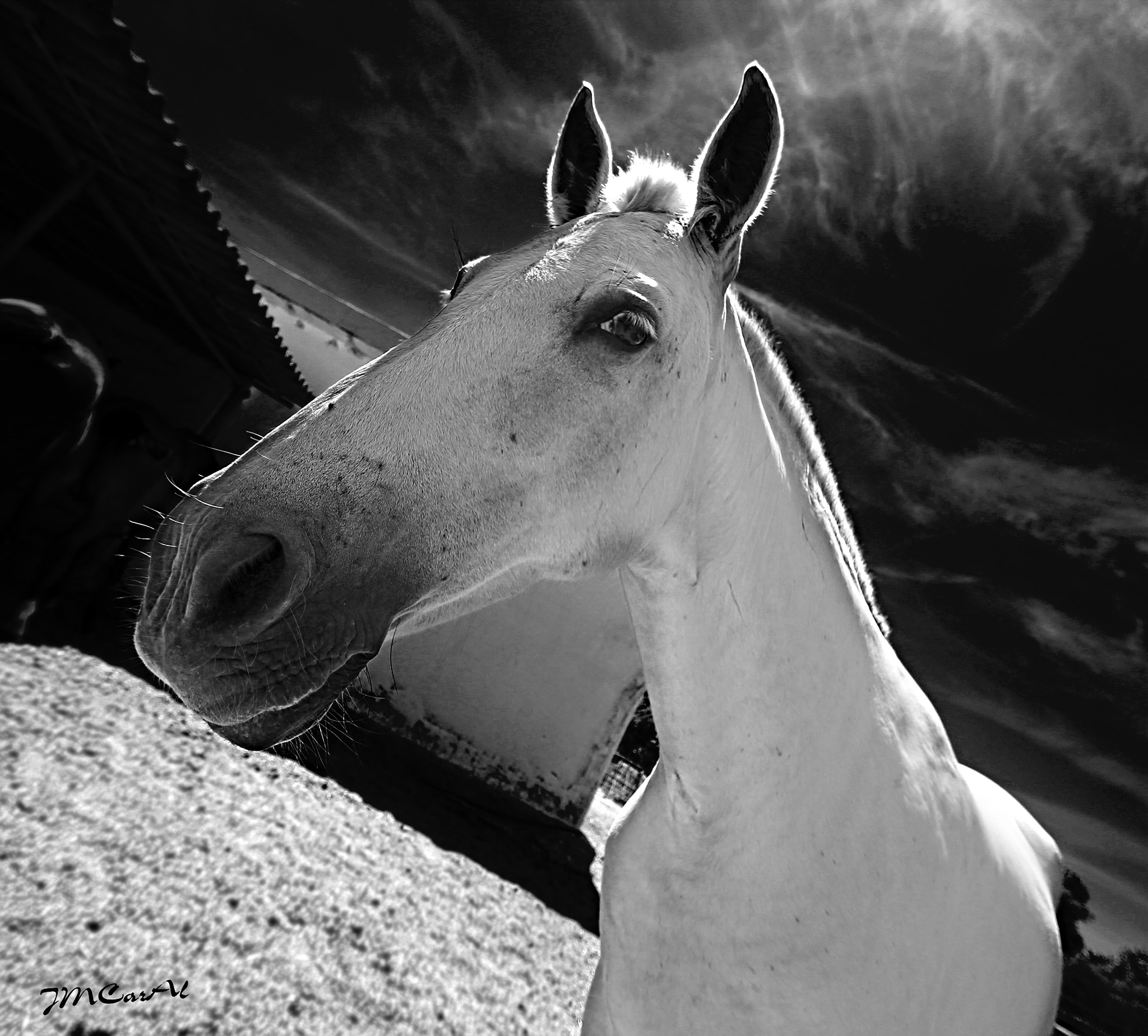 Canon EOS 1100D (EOS Rebel T3 / EOS Kiss X50) + Sigma 10-20mm F3.5 EX DC HSM sample photo. "white horse". photography