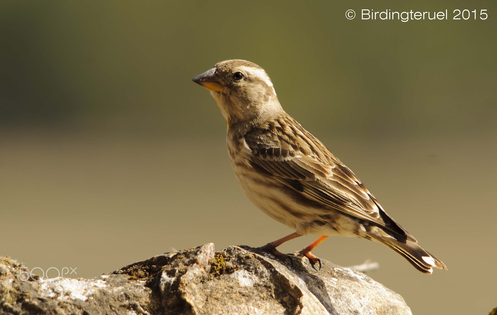 Sigma 150-500mm F5-6.3 DG OS HSM sample photo. Gorrión chillón / rock sparrow (petronia petronia) photography