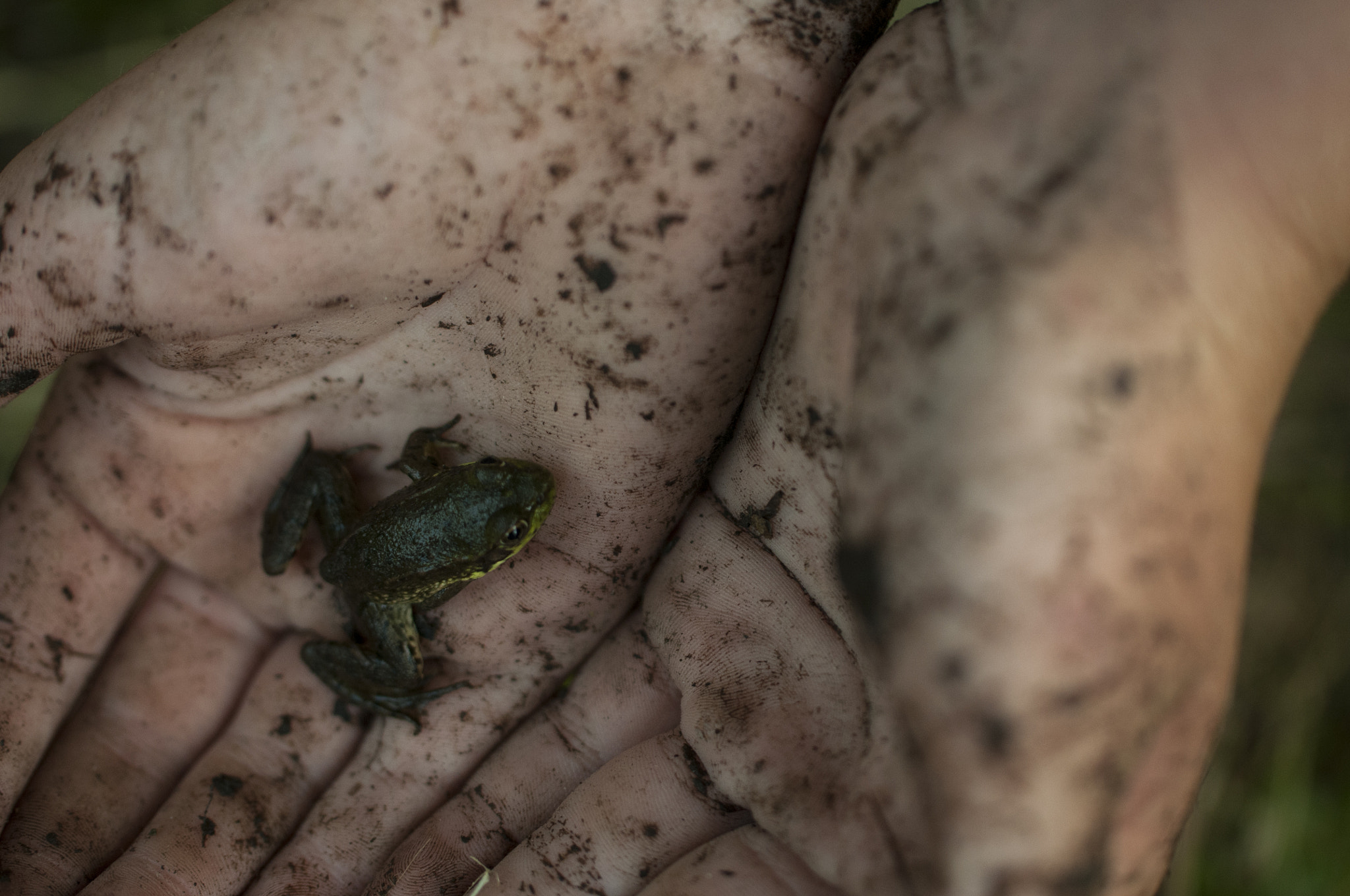 Nikon D300S sample photo. Frog photography