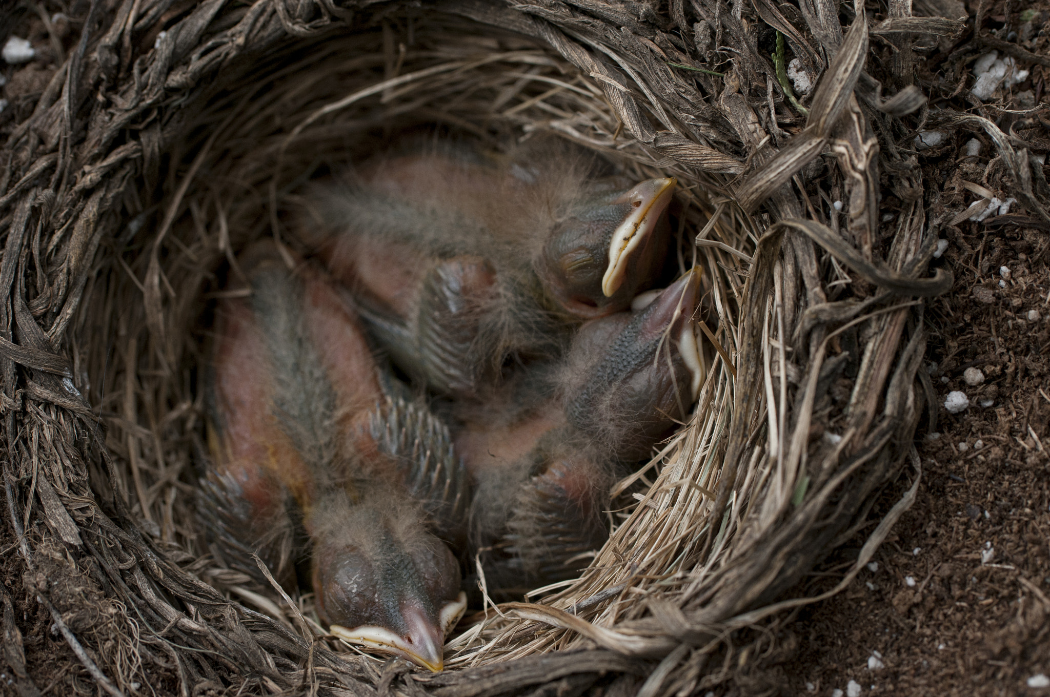 Nikon D300S sample photo. Baby robins photography