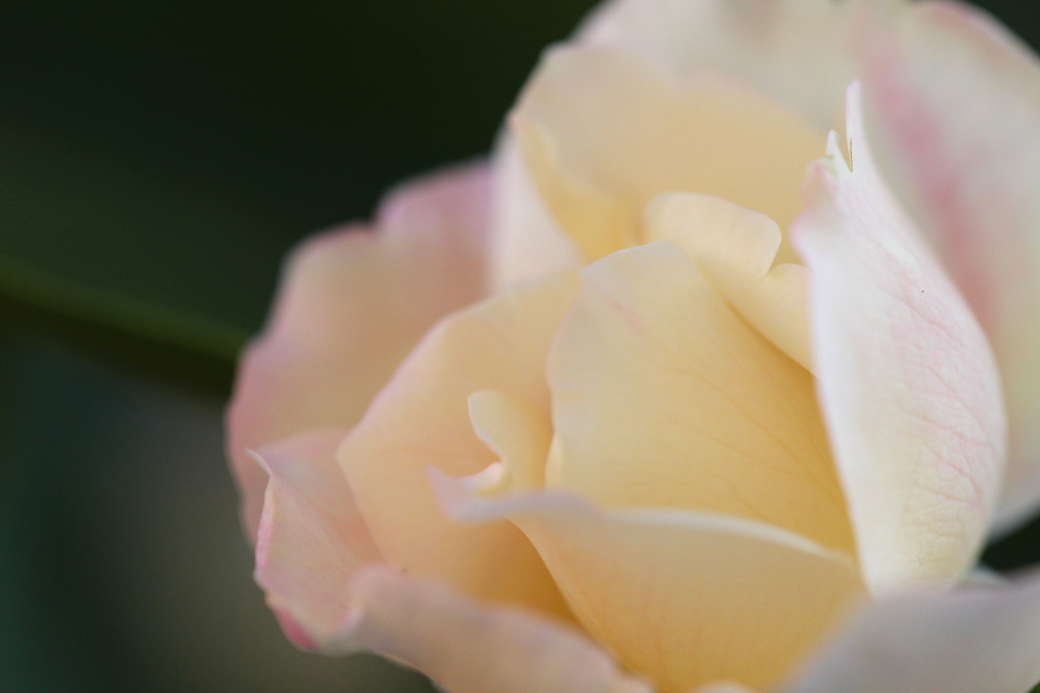 Sigma 150mm f/2.8 EX DG OS HSM APO Macro sample photo. Pétalas e suas texturas photography