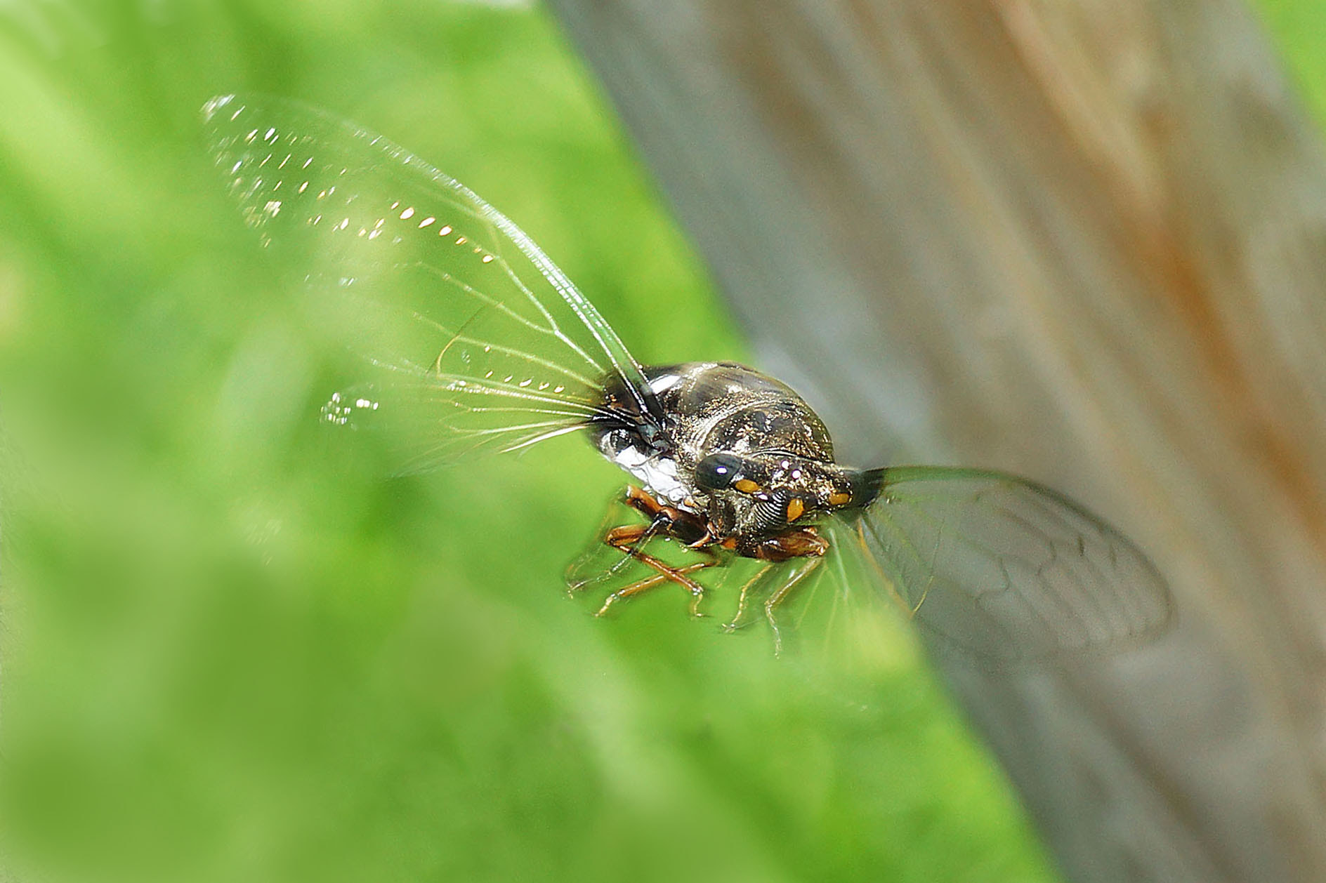 Sony SLT-A77 sample photo. せみ飛翔 photography