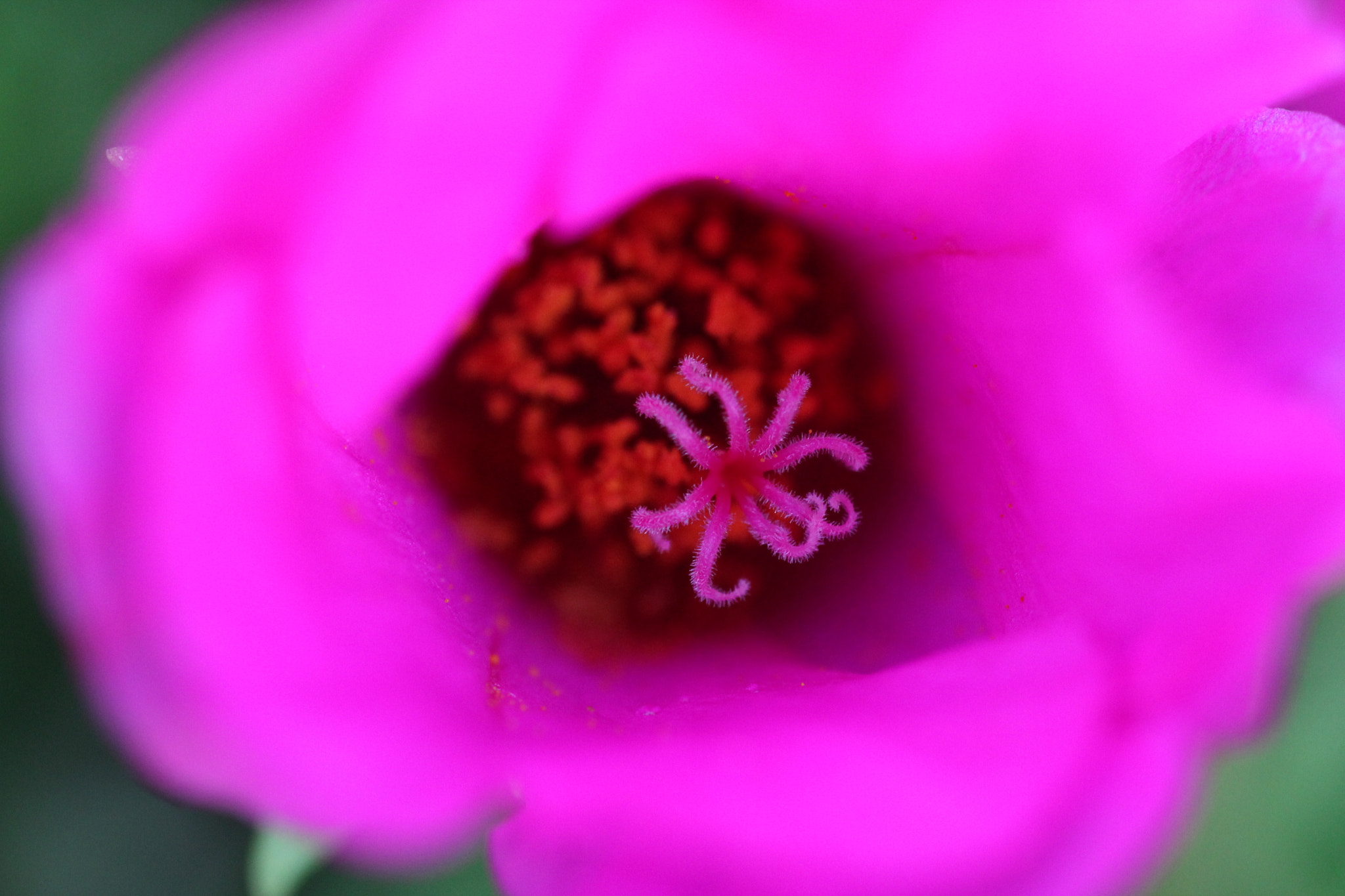 Sigma 150mm f/2.8 EX DG OS HSM APO Macro sample photo. Pink sun photography