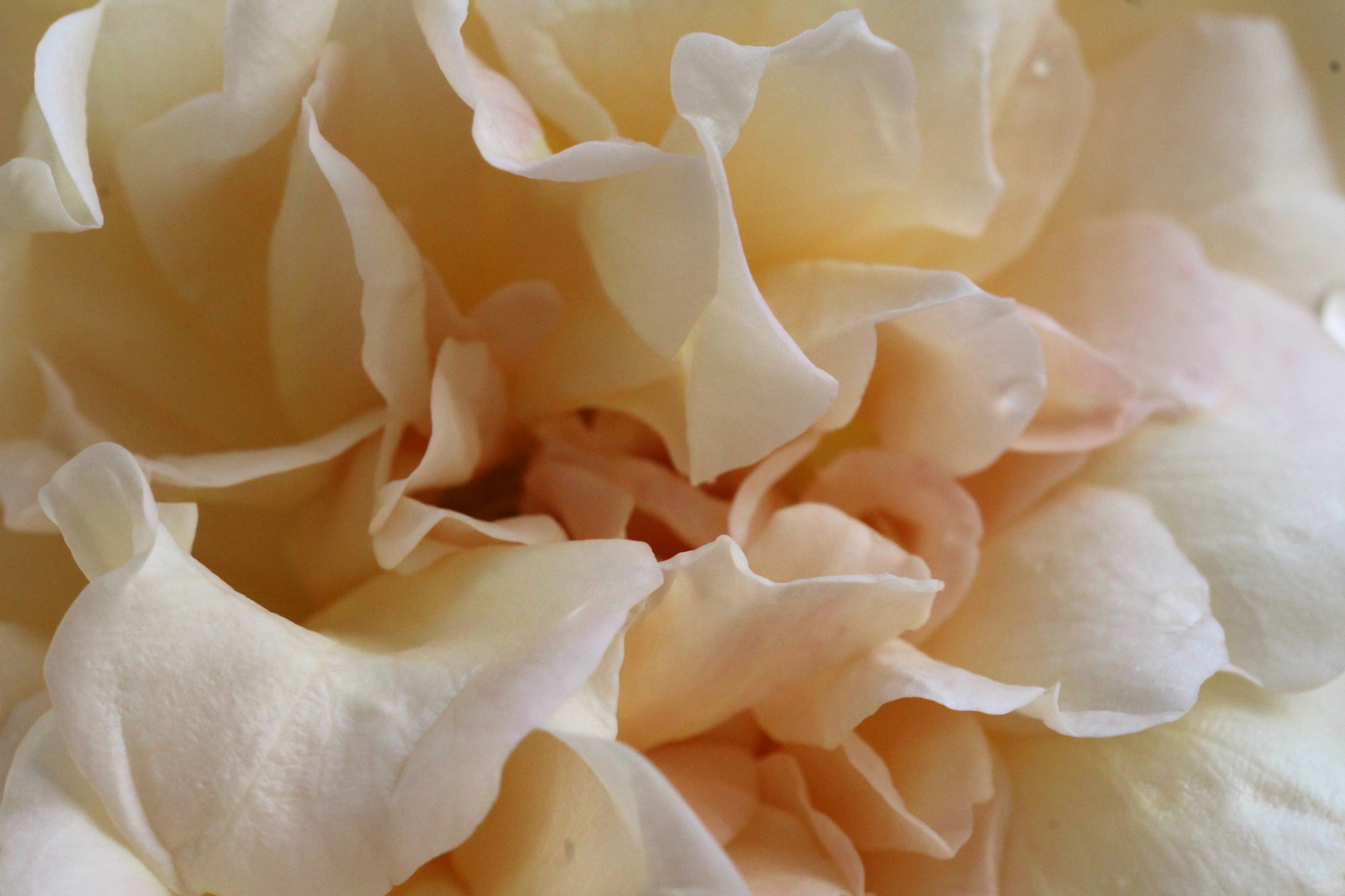 Sigma 150mm f/2.8 EX DG OS HSM APO Macro sample photo. Babados photography