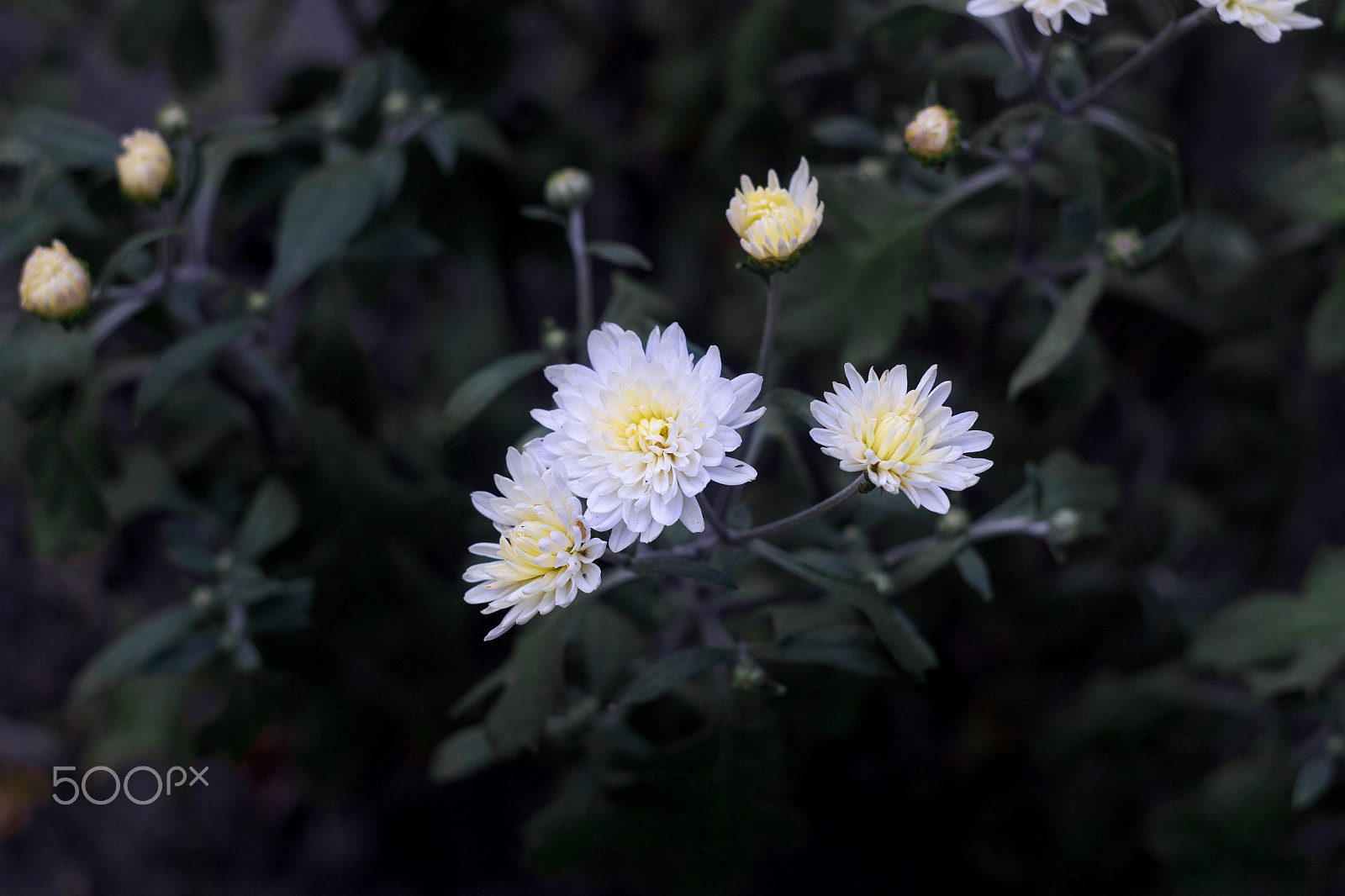 Canon EF 35-80mm f/4-5.6 sample photo. White flowers photography
