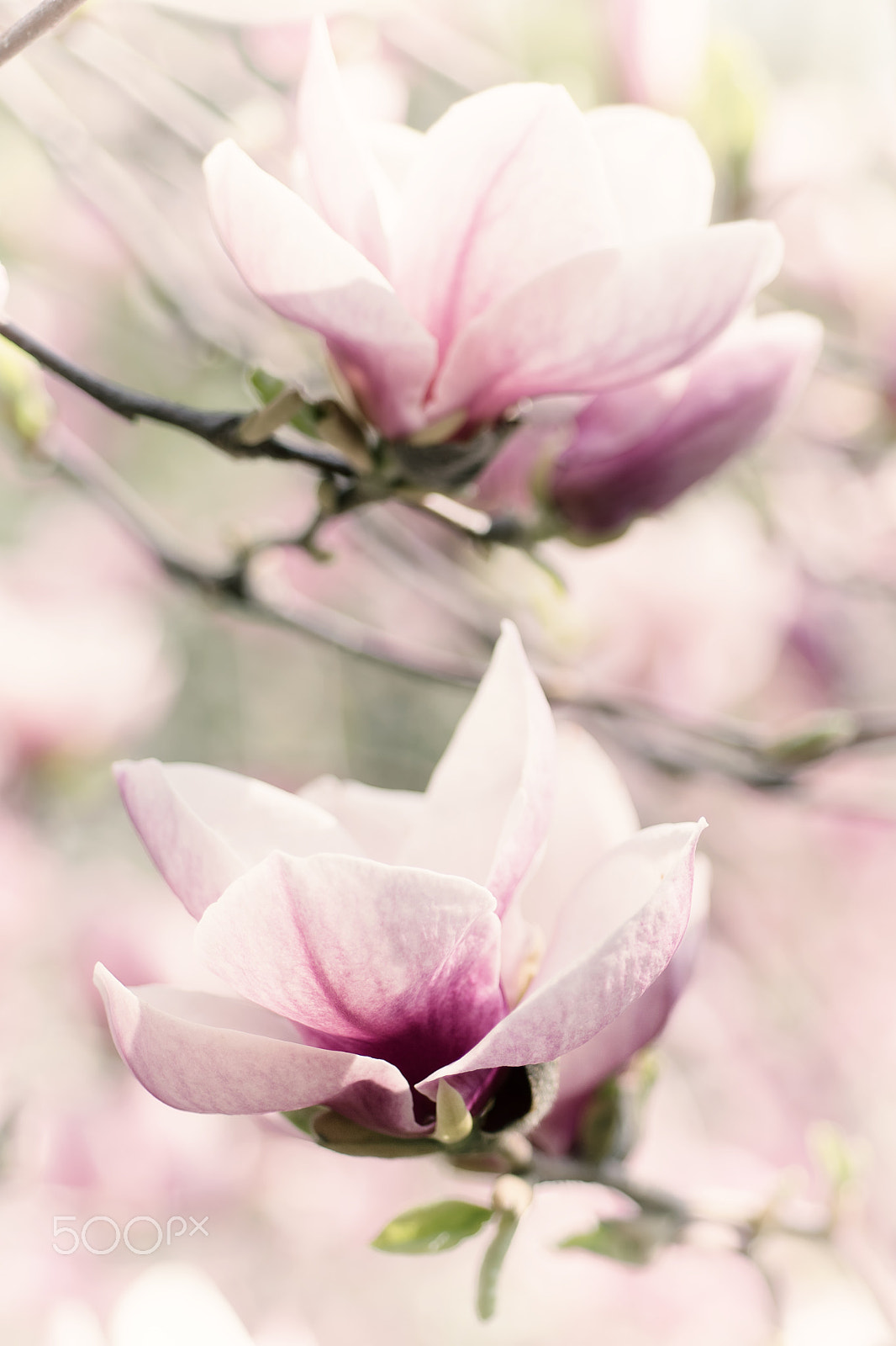 Nikon AF Micro-Nikkor 60mm F2.8D sample photo. Magnolia spring flowers photography