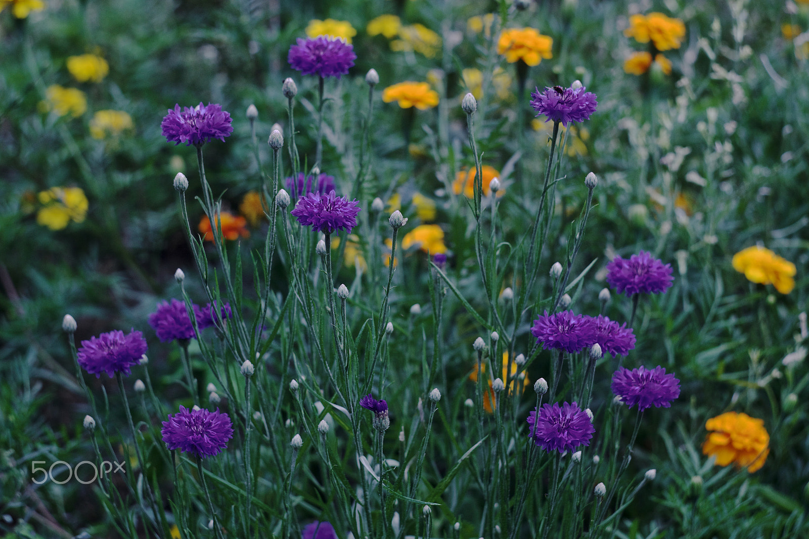 Canon EF 35-80mm f/4-5.6 sample photo. Lilac and yellow flowers photography