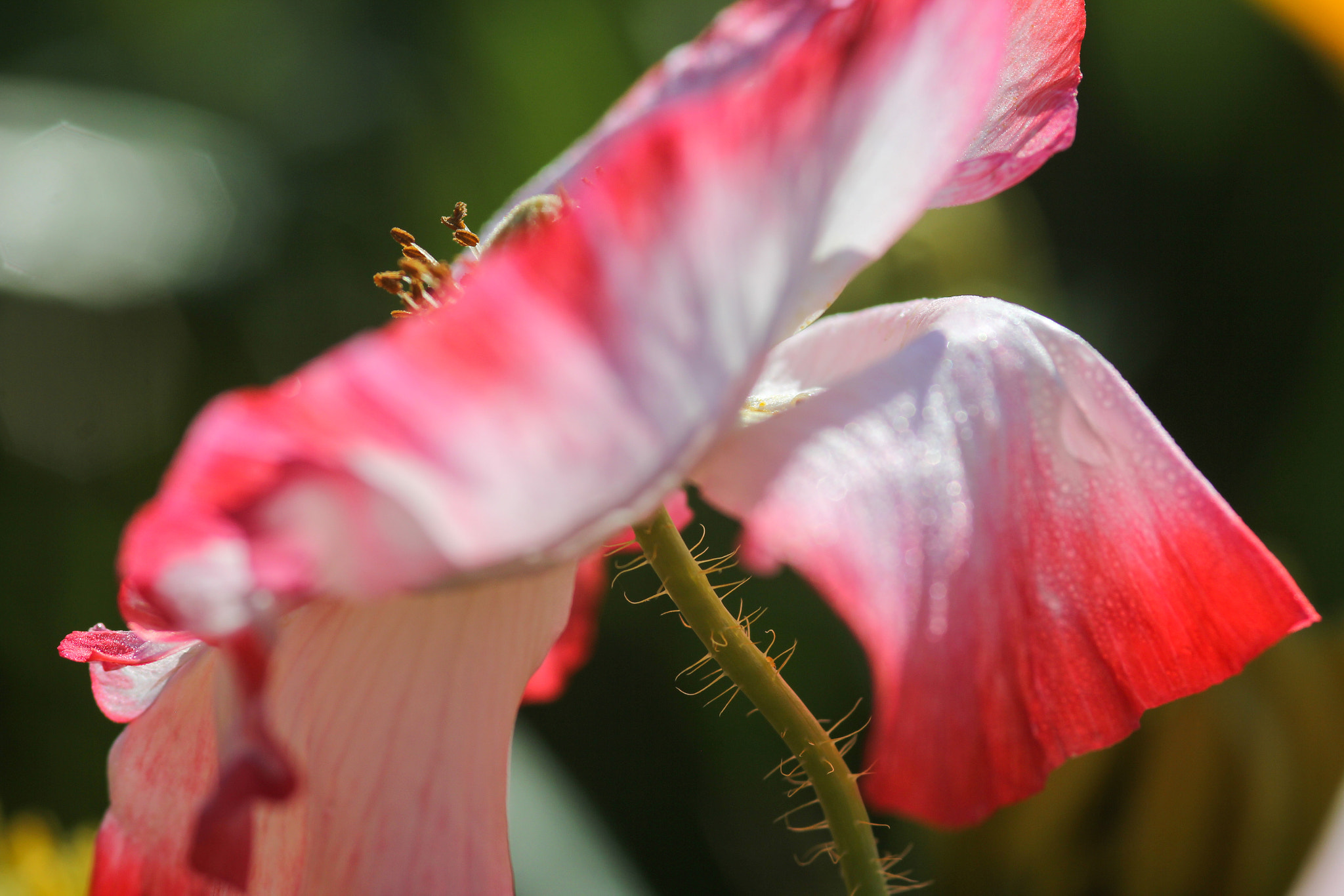 Sigma 105mm F2.8 EX DG Macro sample photo. A calm morning - un matin calme photography