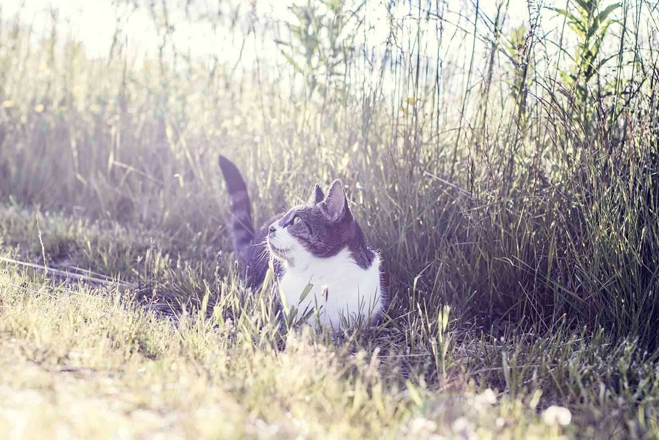 Sigma 50mm F1.4 EX DG HSM sample photo. Summercat photography