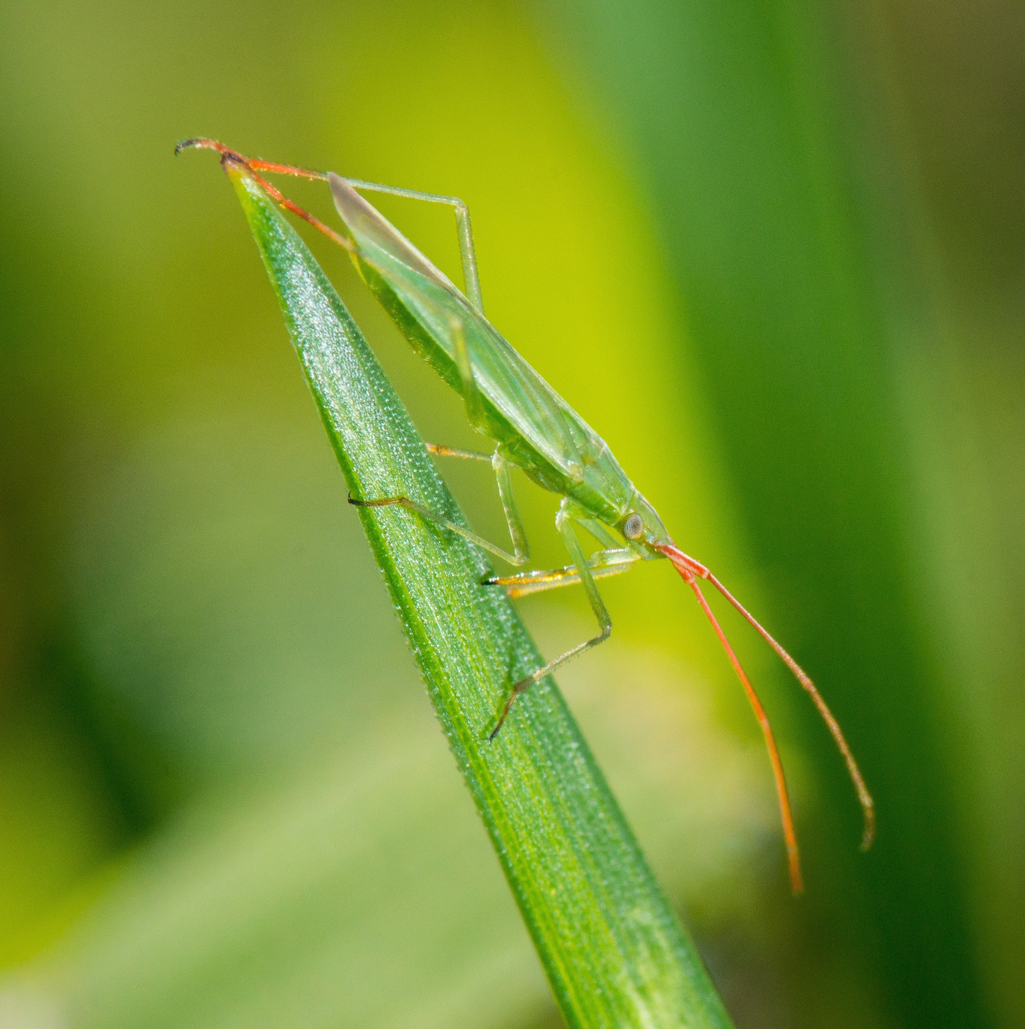 Sony SLT-A77 + Sony 100mm F2.8 Macro sample photo