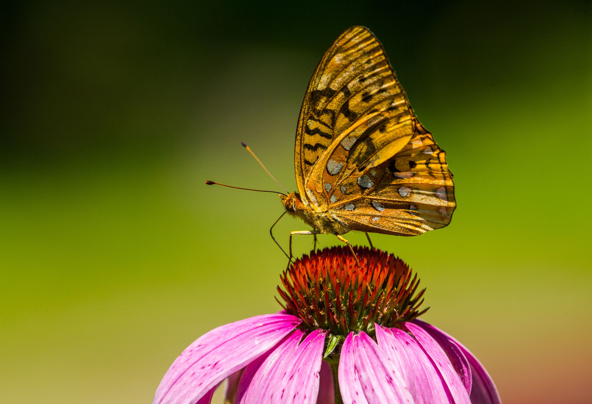 Canon EF 70-300mm F4-5.6L IS USM sample photo. Sipping from a coneflower photography