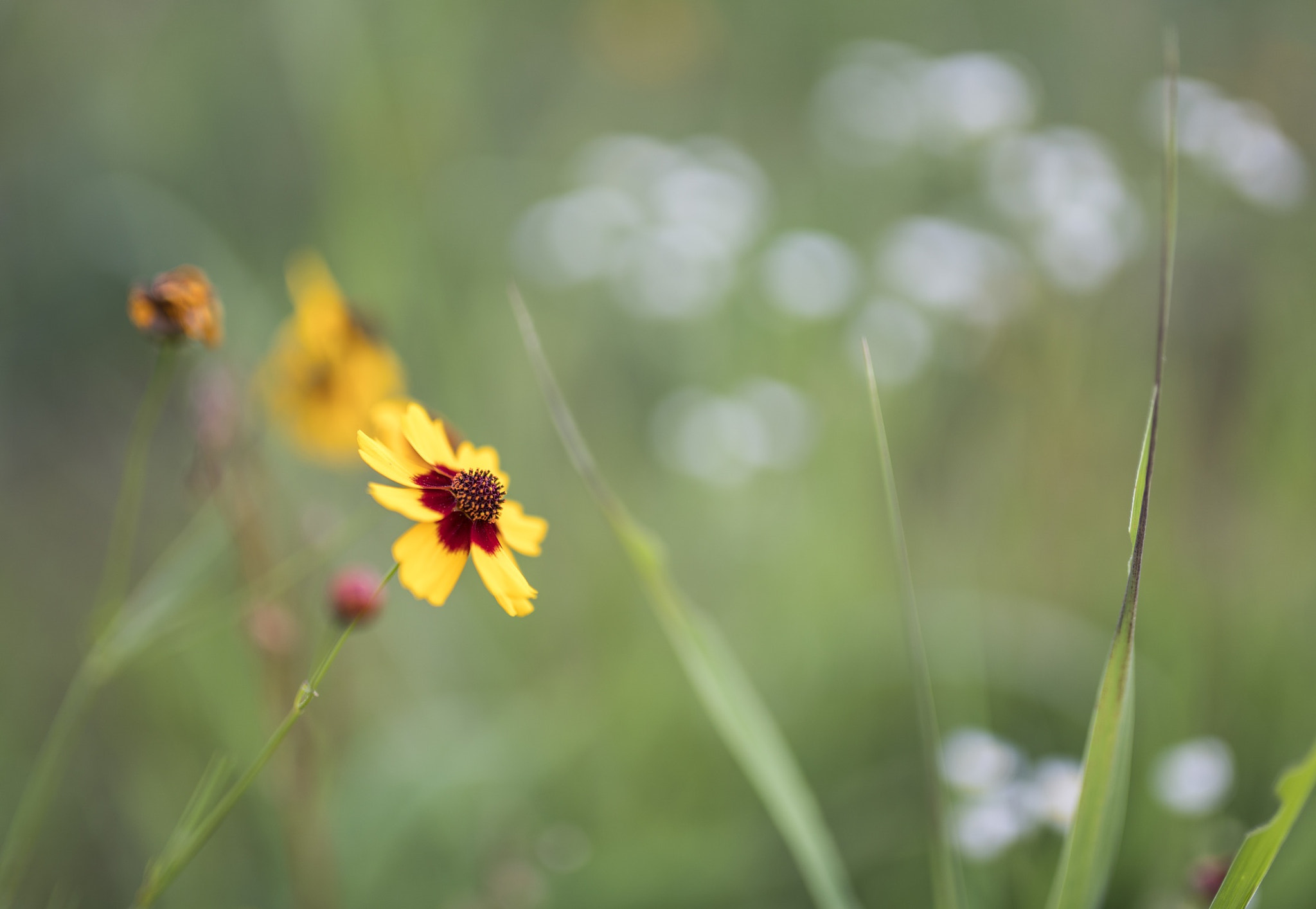 Sony a7R II + Sigma 35mm F1.4 DG HSM Art sample photo