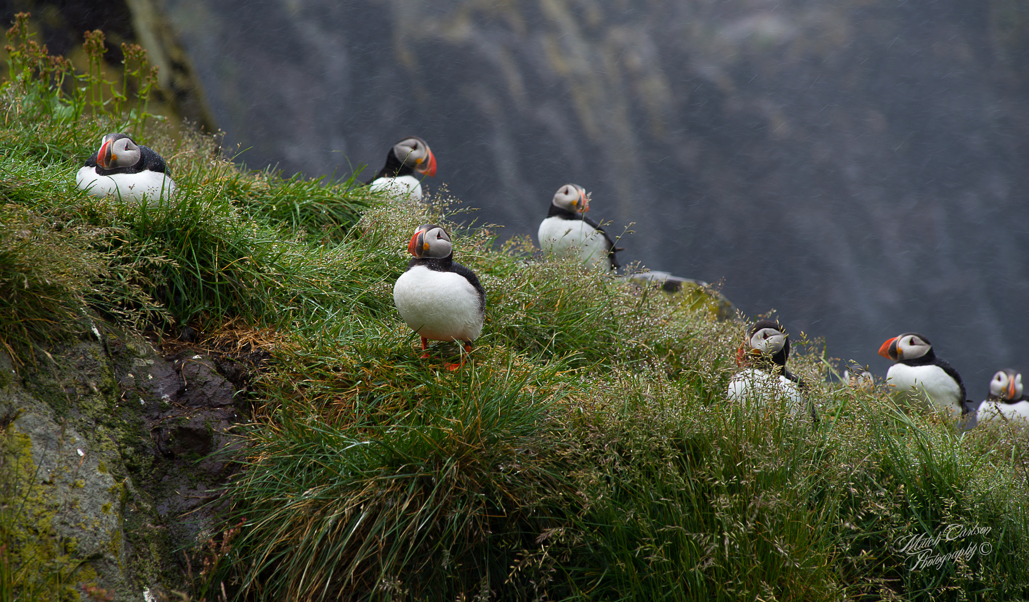 Nikon AF-Nikkor 80-200mm F2.8D ED sample photo. Puffin photography