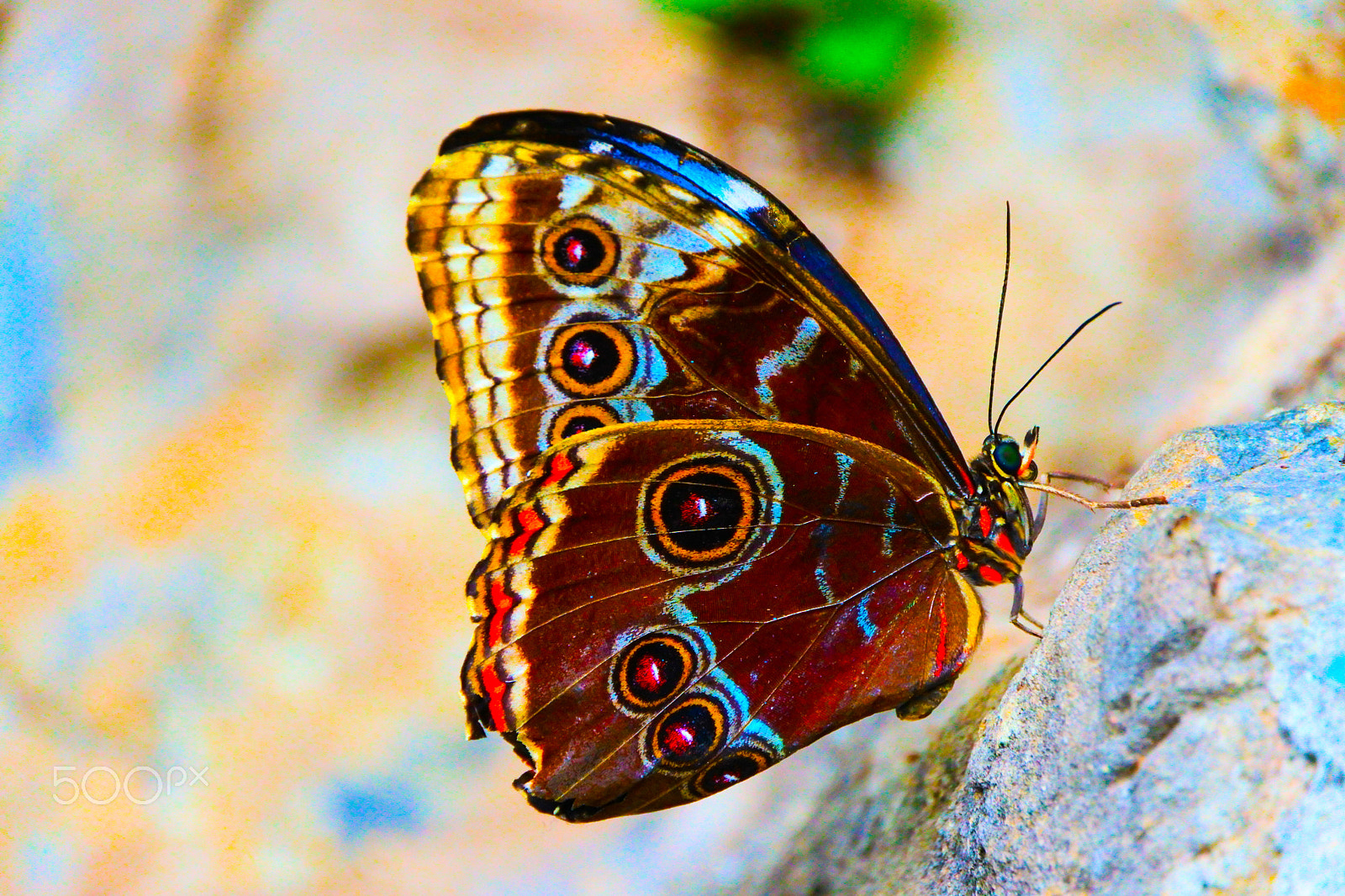 1 NIKKOR VR 10-100mm f/4-5.6 sample photo. Butterfly photography