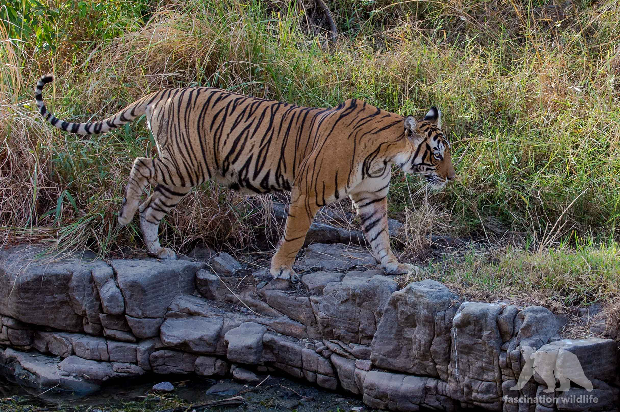 Nikon D4S sample photo. Bengal tiger photography
