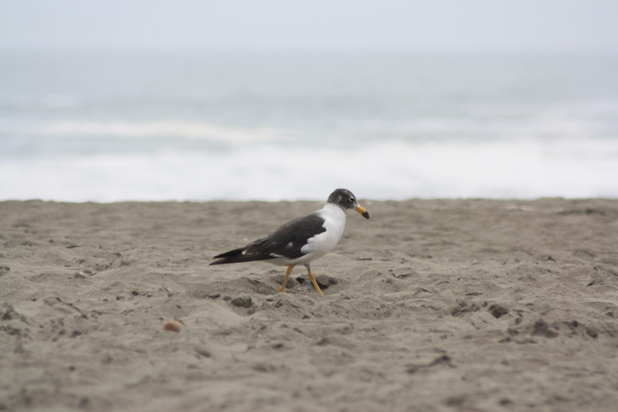 Canon EOS 1000D (EOS Digital Rebel XS / EOS Kiss F) sample photo. A morning at the beach photography