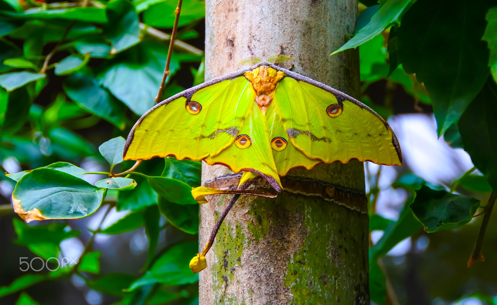 1 NIKKOR VR 10-100mm f/4-5.6 sample photo. Green butterfly photography