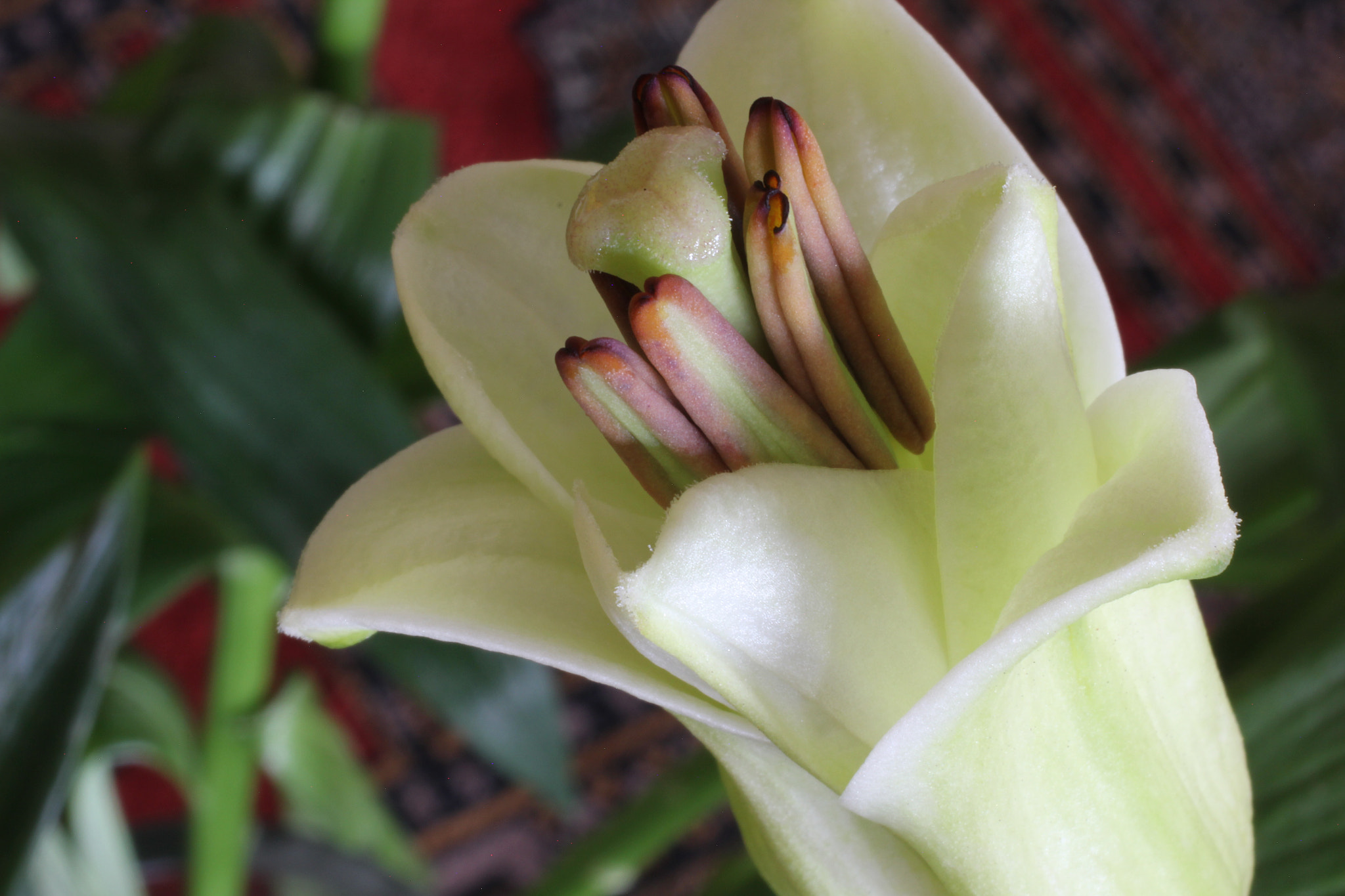 Canon EOS 60D + Canon EF 50mm F2.5 Macro sample photo. White lilly macro photography