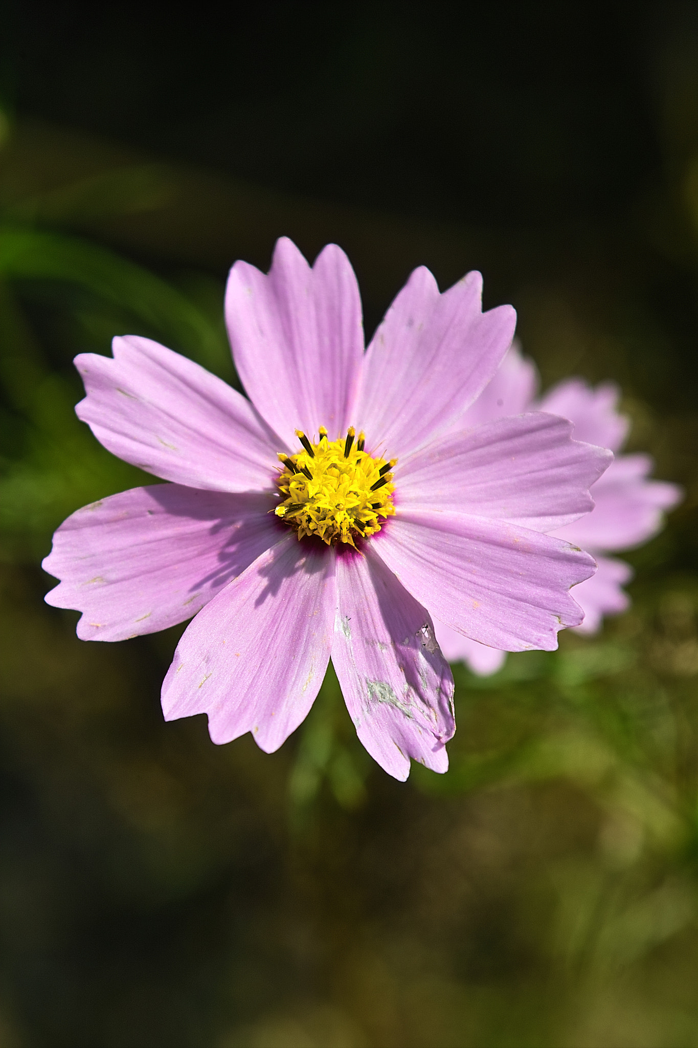 Sigma SD10 sample photo. Flower photography