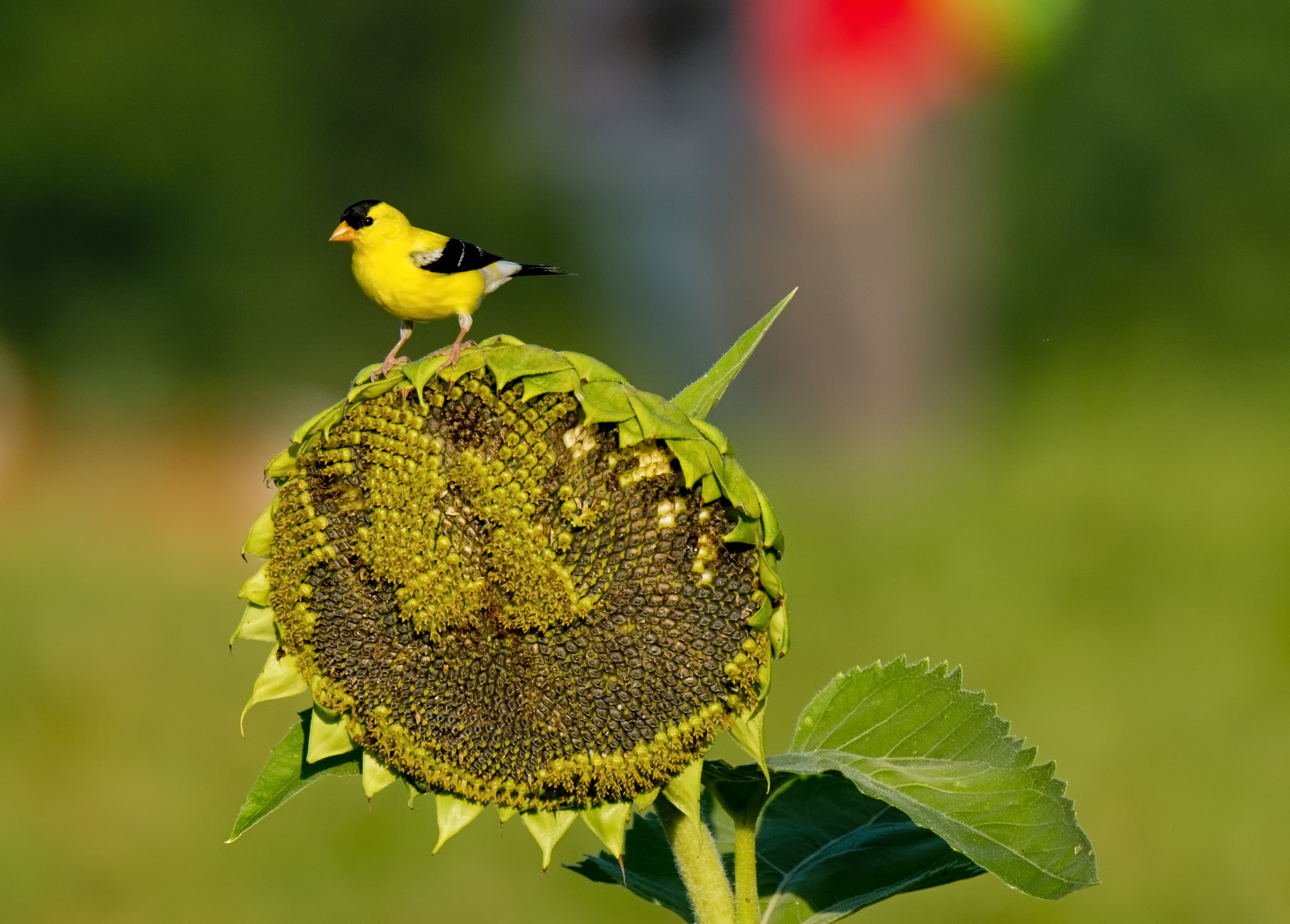 Nikon D800 + Nikon AF-S Nikkor 500mm F4G ED VR sample photo. Breakfast time photography