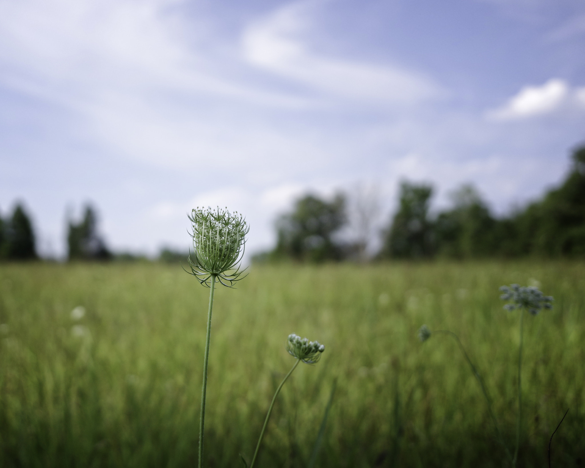 Pentax K-3 II sample photo. Field flower photography
