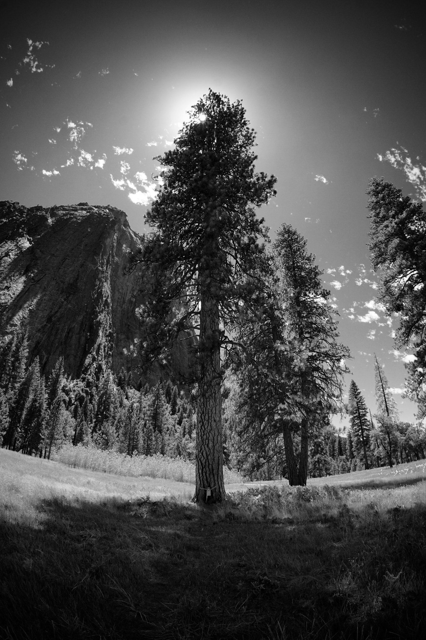 Sony E 16mm F2.8 sample photo. Everything's bigger in yosemite photography