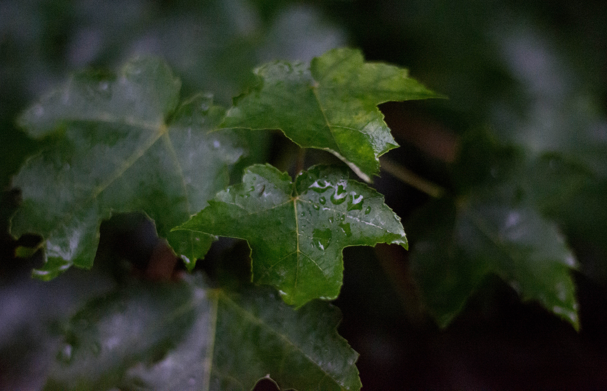 Nikon D7100 + AF Nikkor 50mm f/1.4 sample photo. Storm green photography