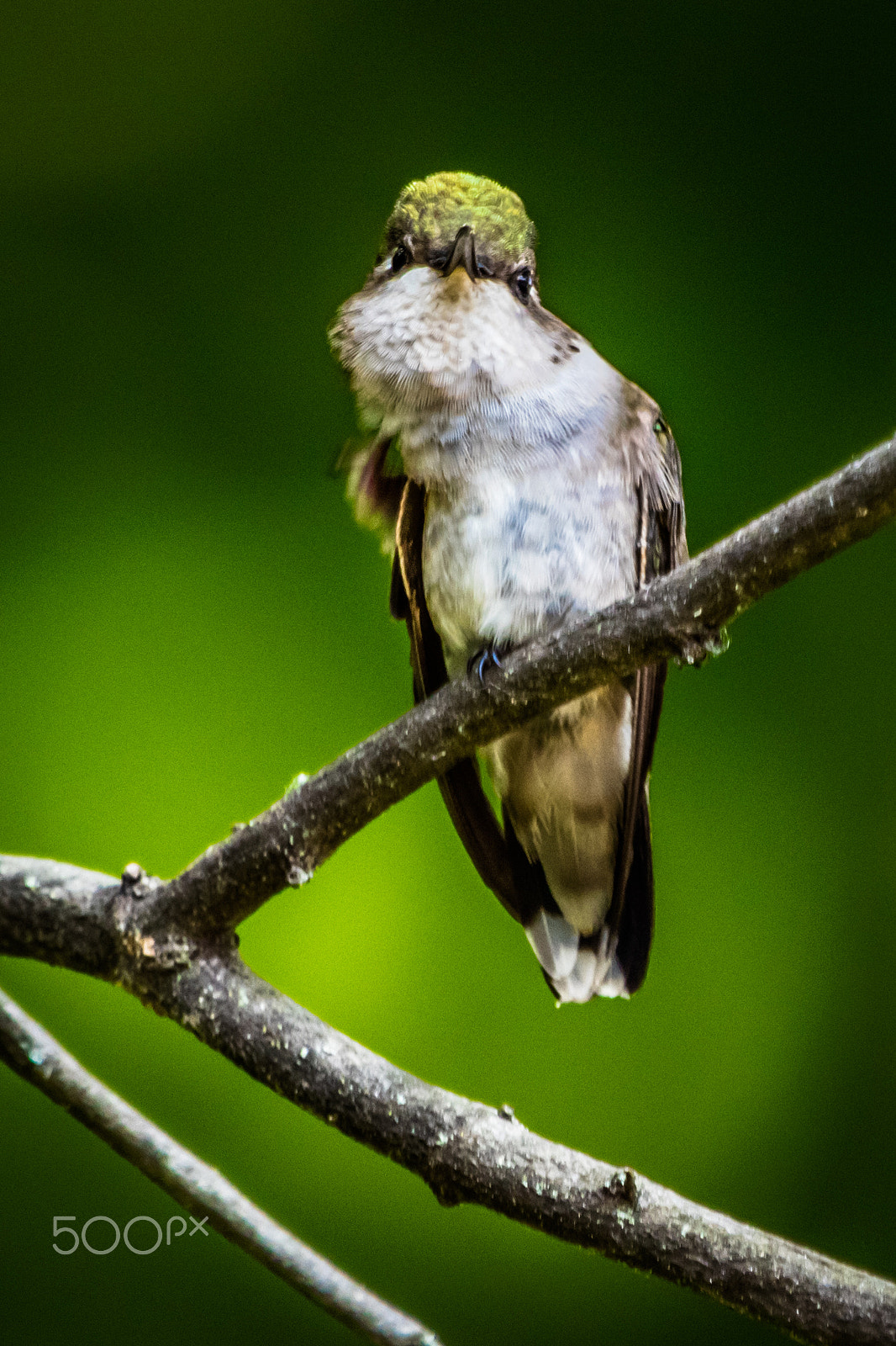 Canon EOS 5DS R sample photo. _m6a3138-2.jpg photography