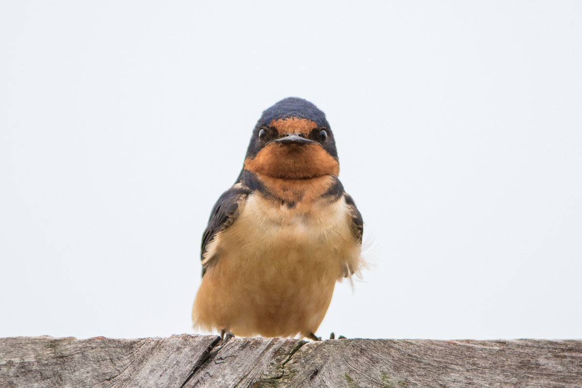 Canon EF 200-400mm F4L IS USM Extender 1.4x sample photo. Barn swallow photography