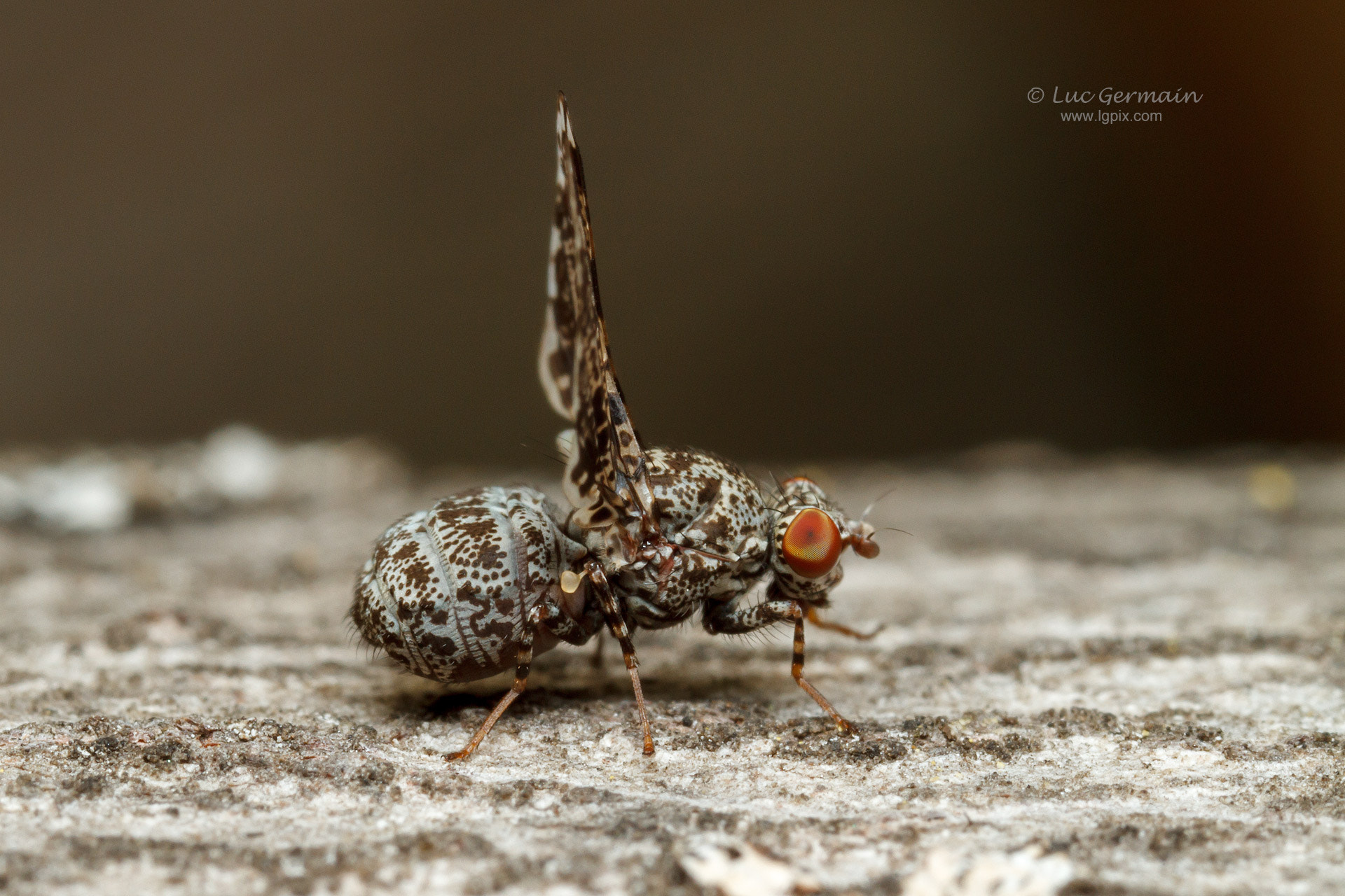 Canon MP-E 65mm F2.5 1-5x Macro Photo sample photo. Strange fly photography