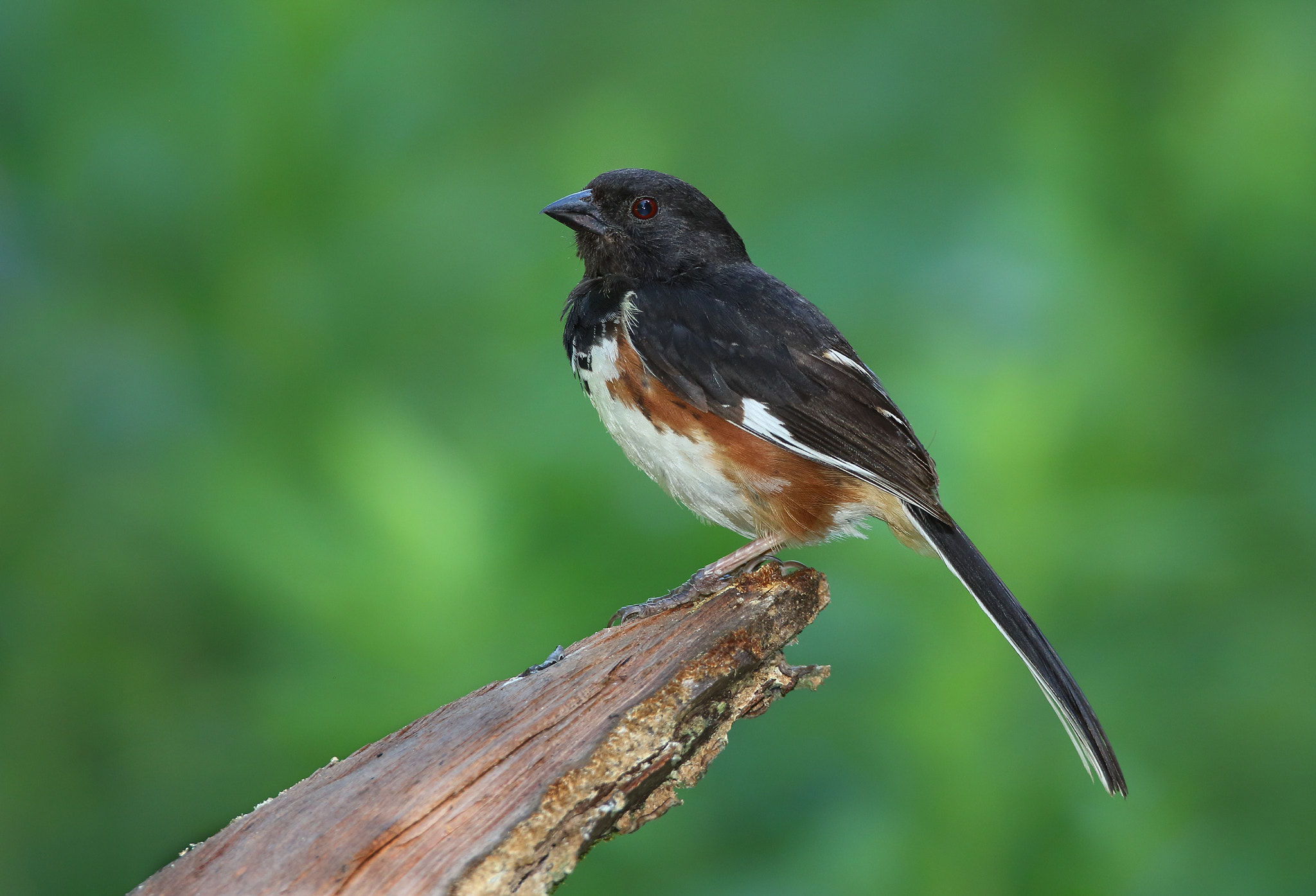 Canon EOS 7D Mark II + Canon EF 800mm F5.6L IS USM sample photo. Eastern towhee photography