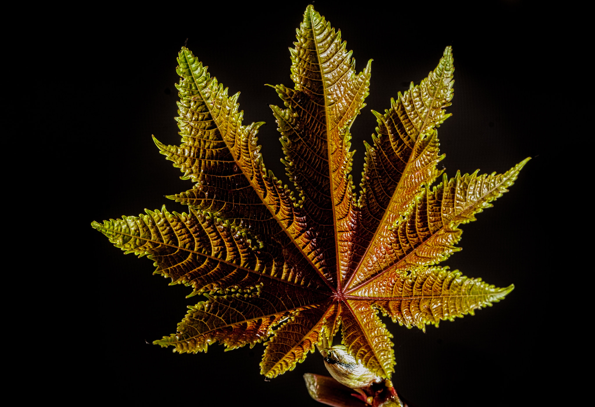 Nikon D40X sample photo. Golden leaf photography