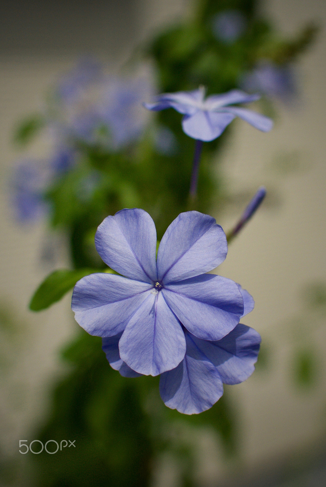 Nikon 1 J2 sample photo. Plumbago photography