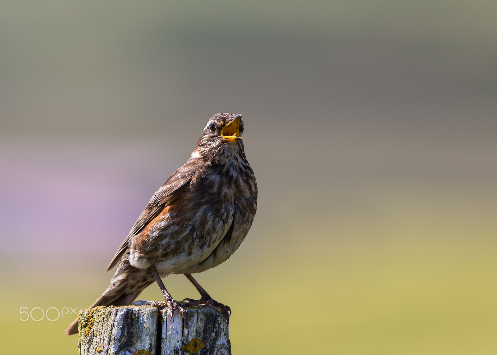 Sigma 150-600mm F5-6.3 DG OS HSM | C sample photo. I am hungry photography