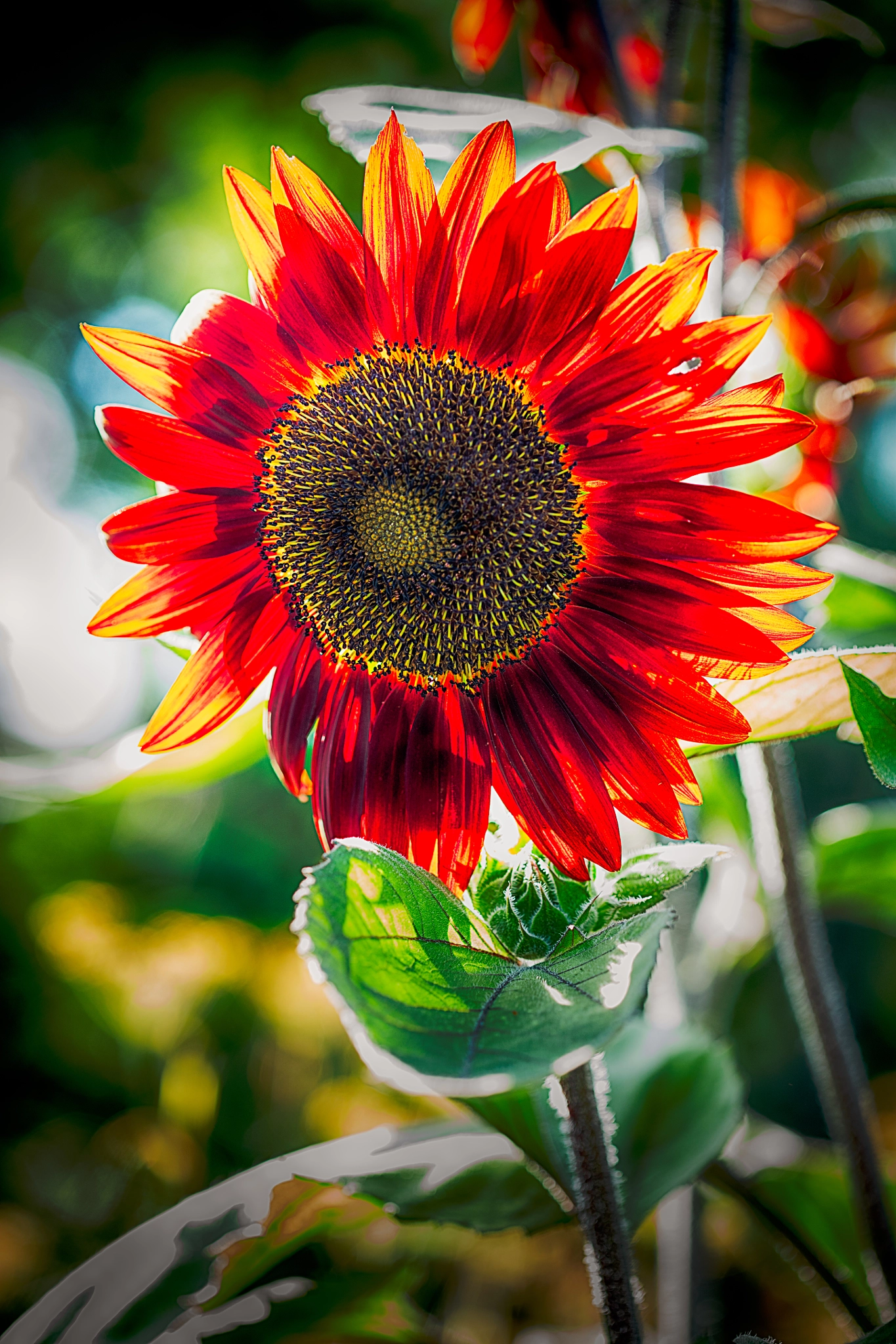 Canon EF 100mm F2.8 Macro USM sample photo. Flower on fire photography
