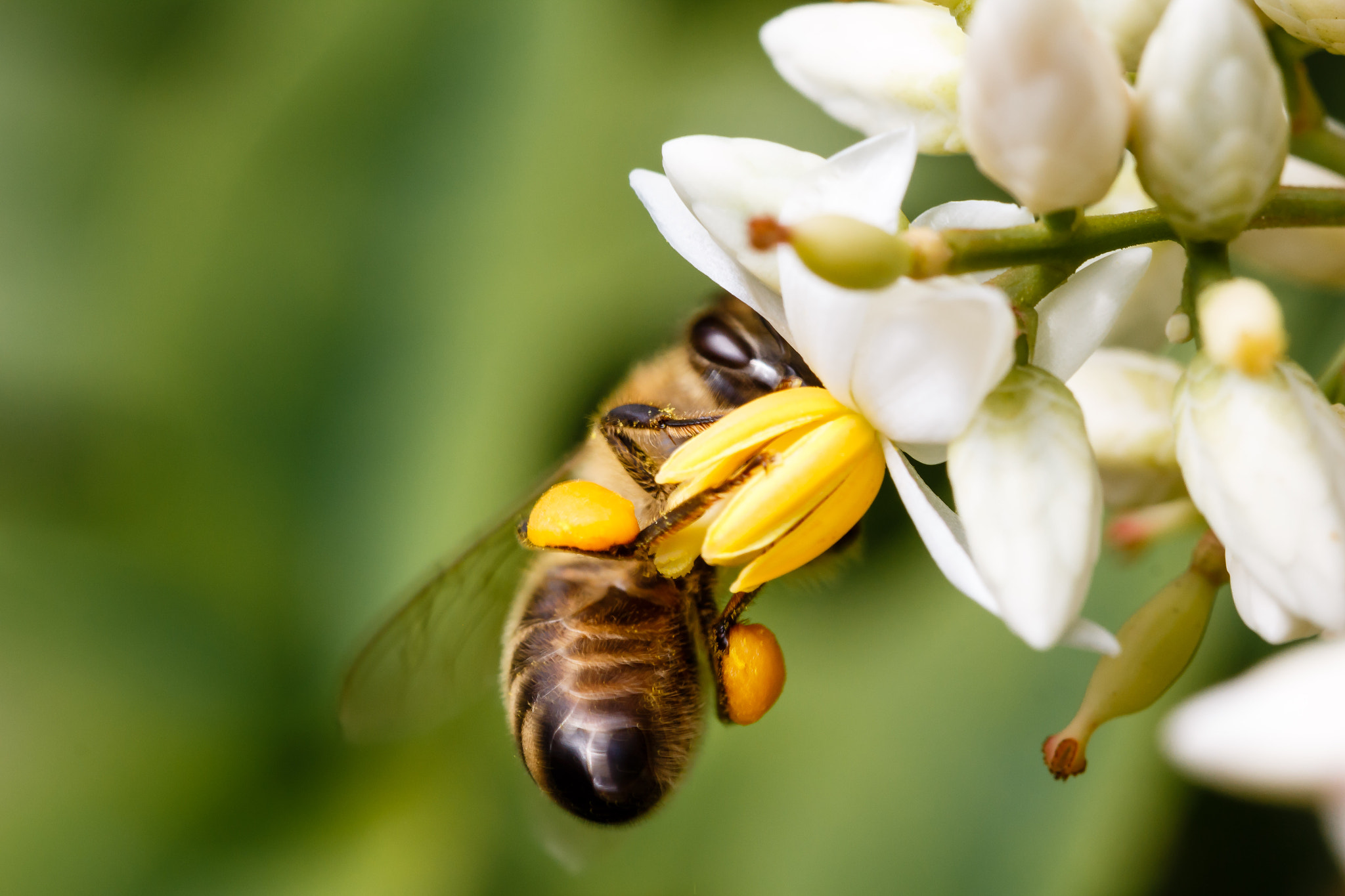 Canon EF 100mm F2.8 Macro USM sample photo. Bee-time photography