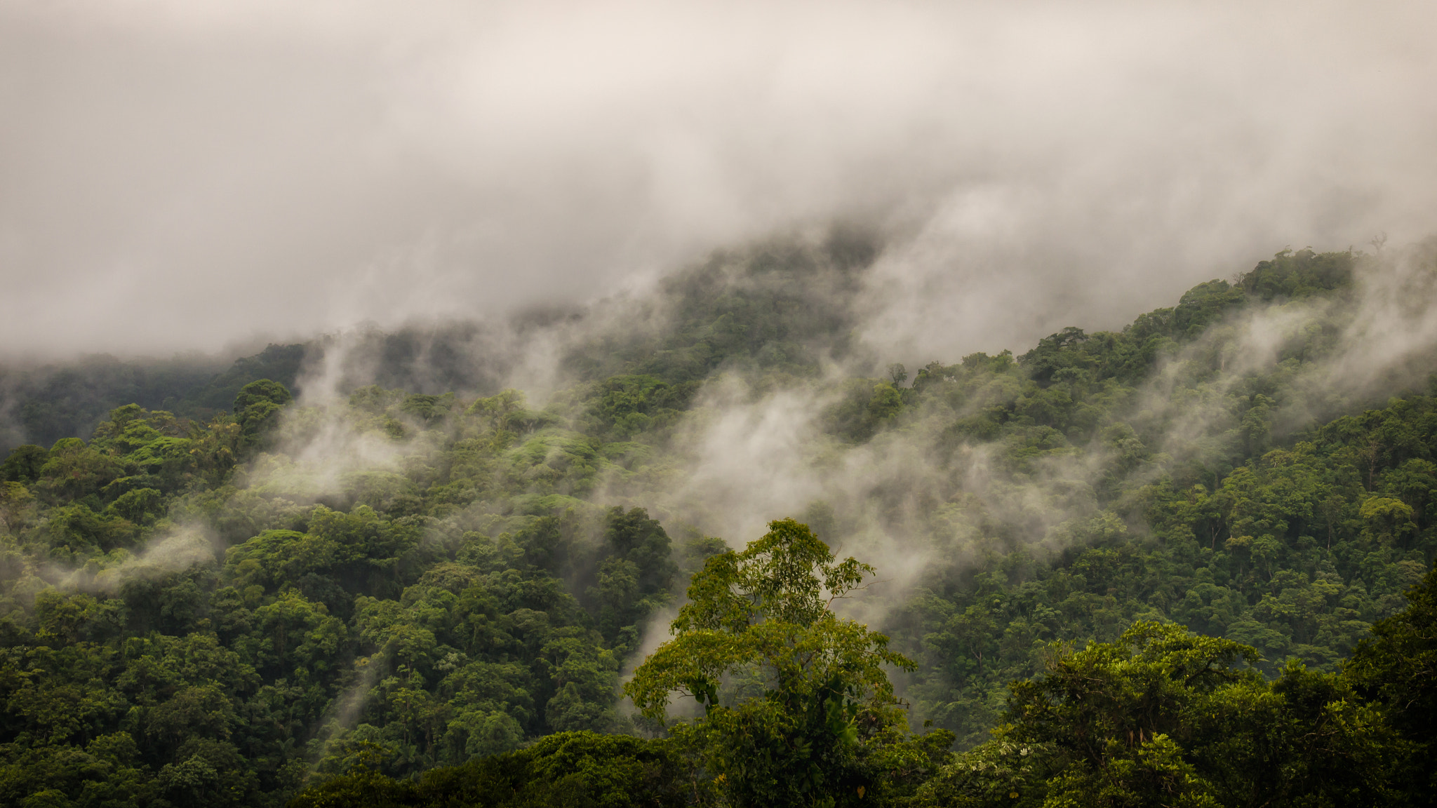 Nikon AF-S Nikkor 70-200mm F4G ED VR sample photo. Cloudy canopy photography