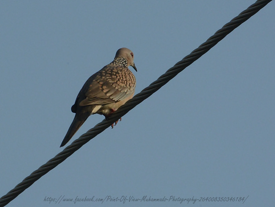 Sigma 70-300mm F4-5.6 APO Macro Super II sample photo. Spotted dove ii photography