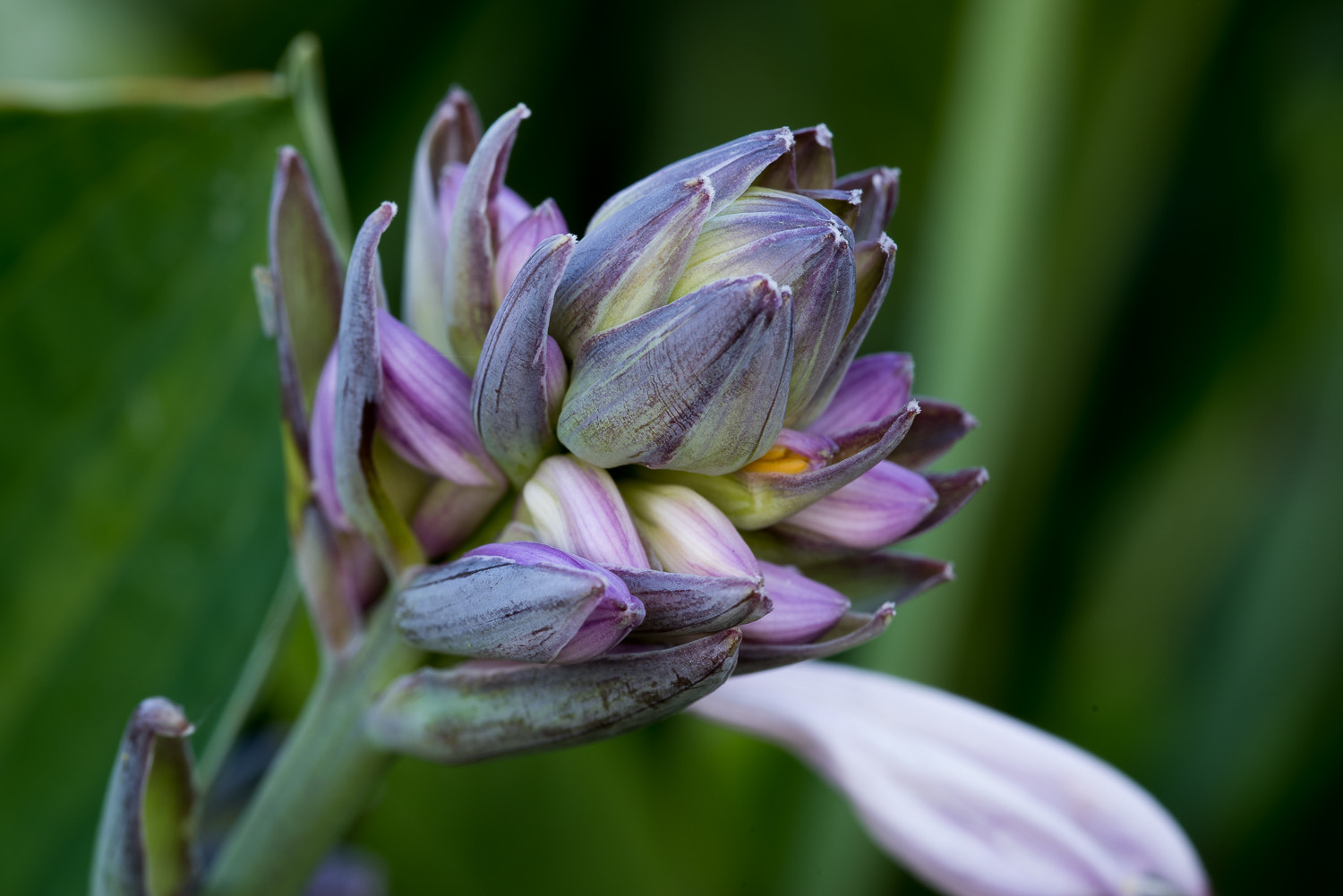 Pentax K-1 sample photo. Flower from a hosta plant photography