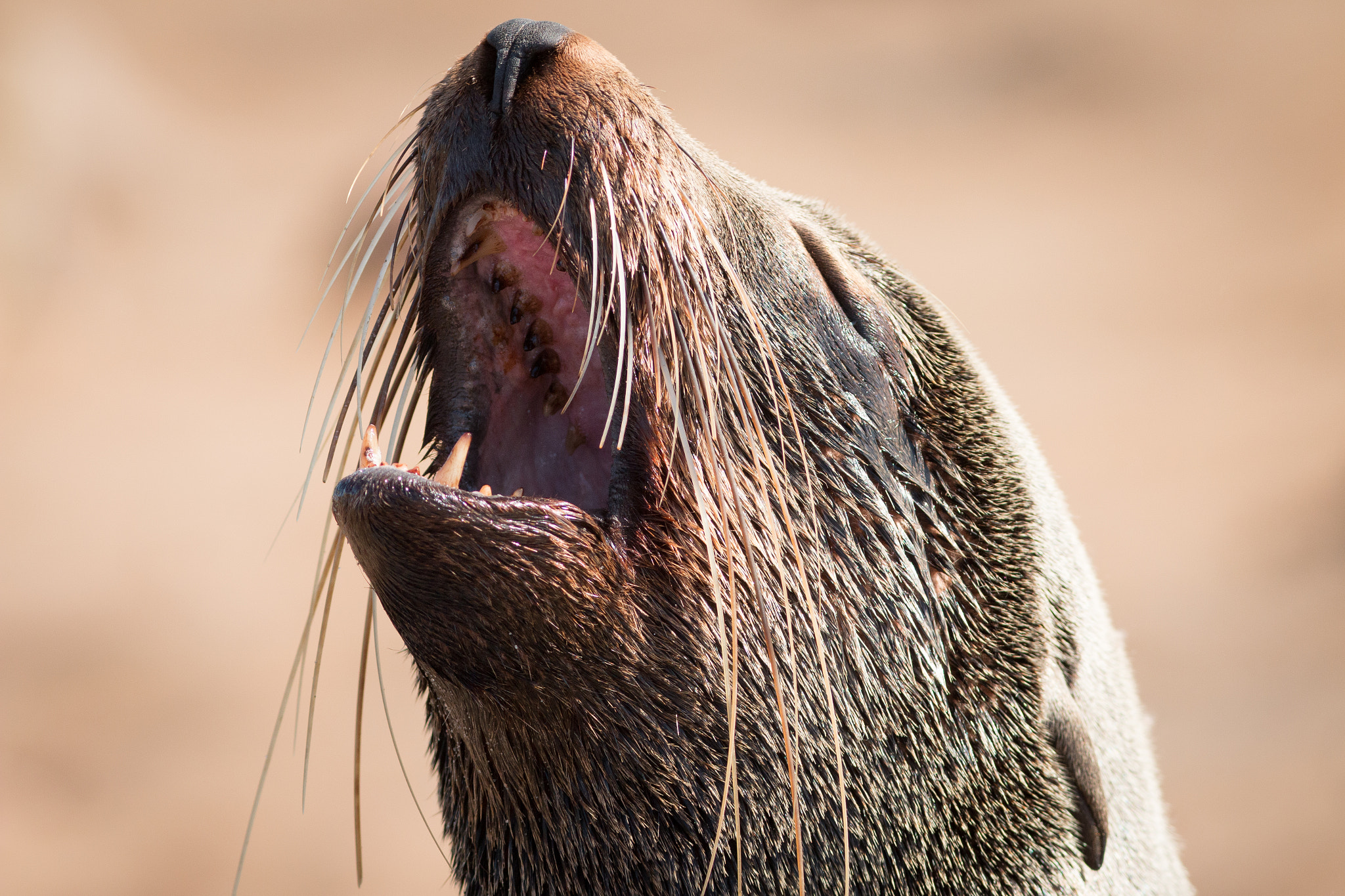 Canon EOS 70D + Canon EF 300mm F4L IS USM sample photo. Cape cross seal reserve, namibia photography