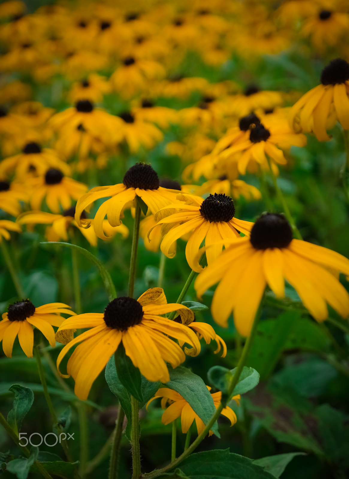 NX 18-55mm F3.5-5.6 sample photo. Summer!! photography