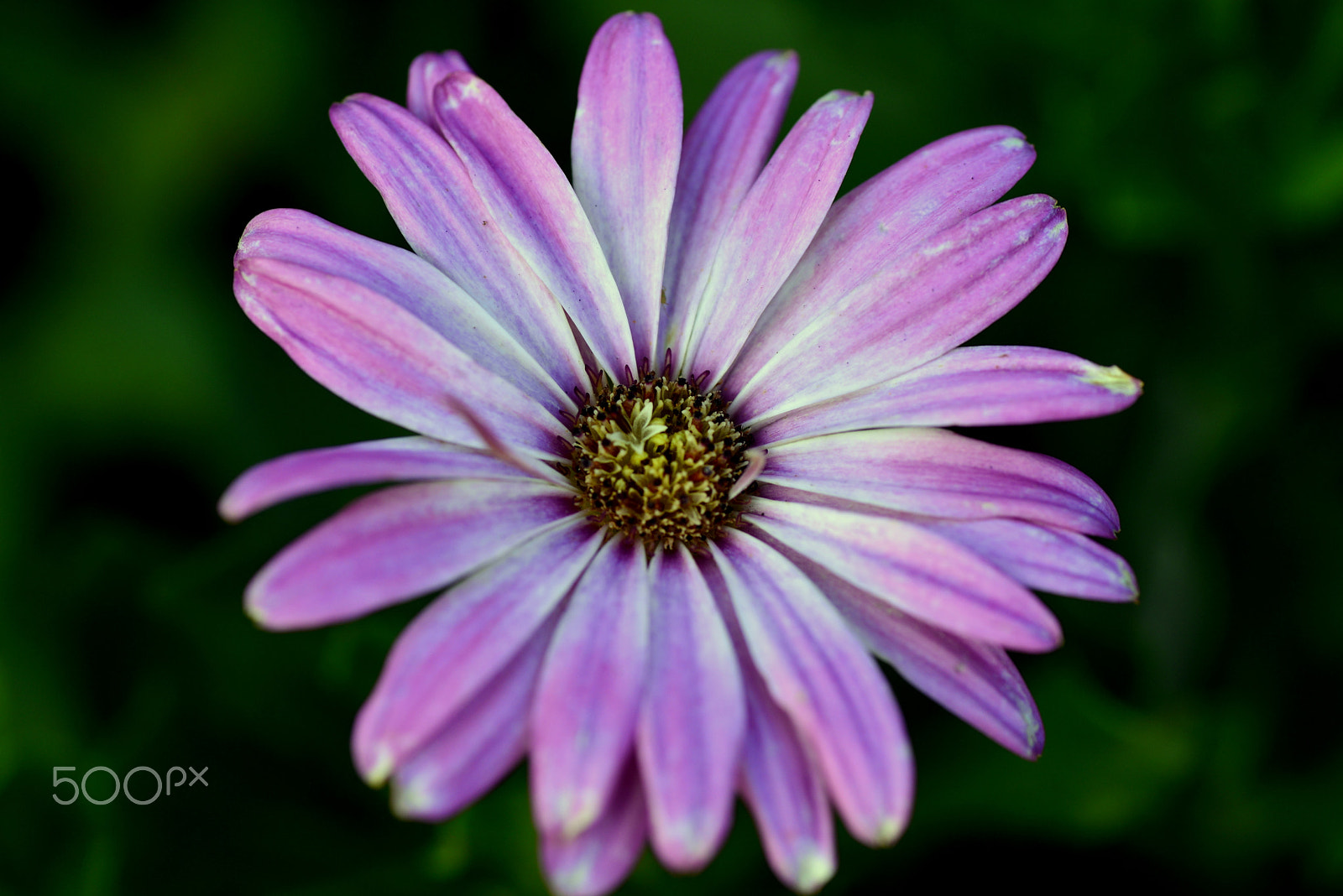 Nikon D600 sample photo. Purple and  white gradation photography
