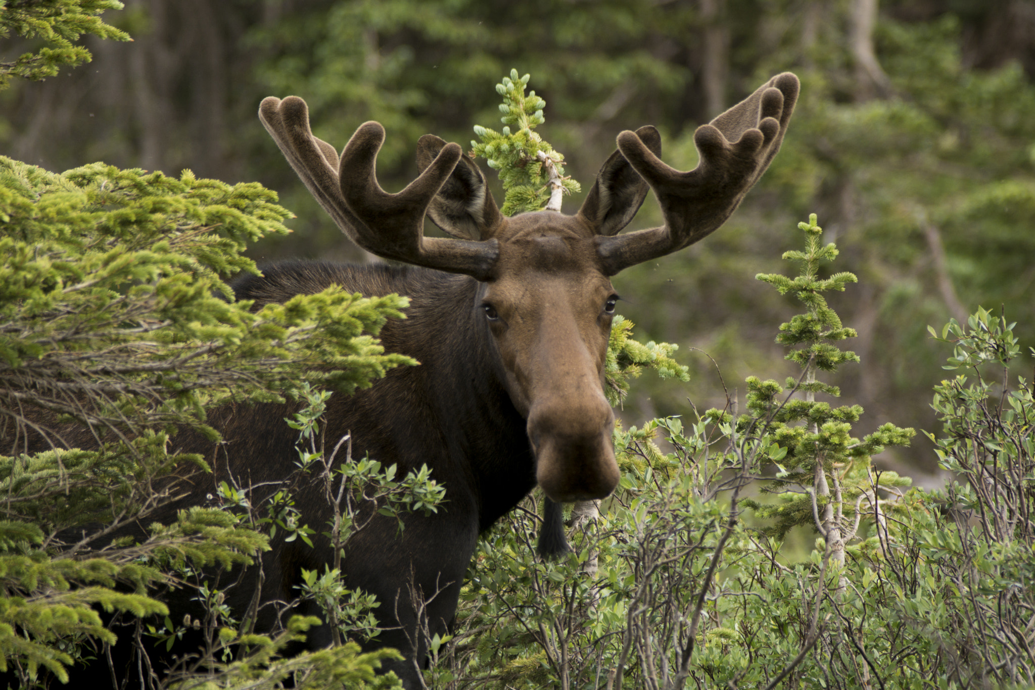 Sigma APO 400mm F5.6 sample photo. Moose photography