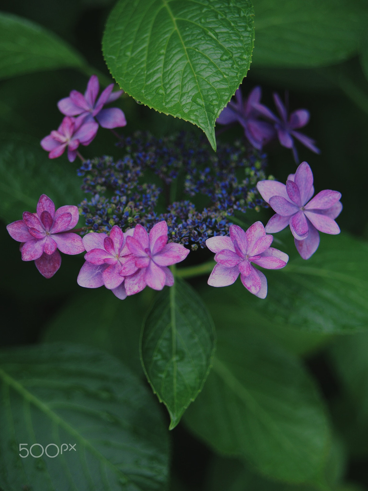 Olympus PEN E-PM2 sample photo. Crown of the hydrangea photography