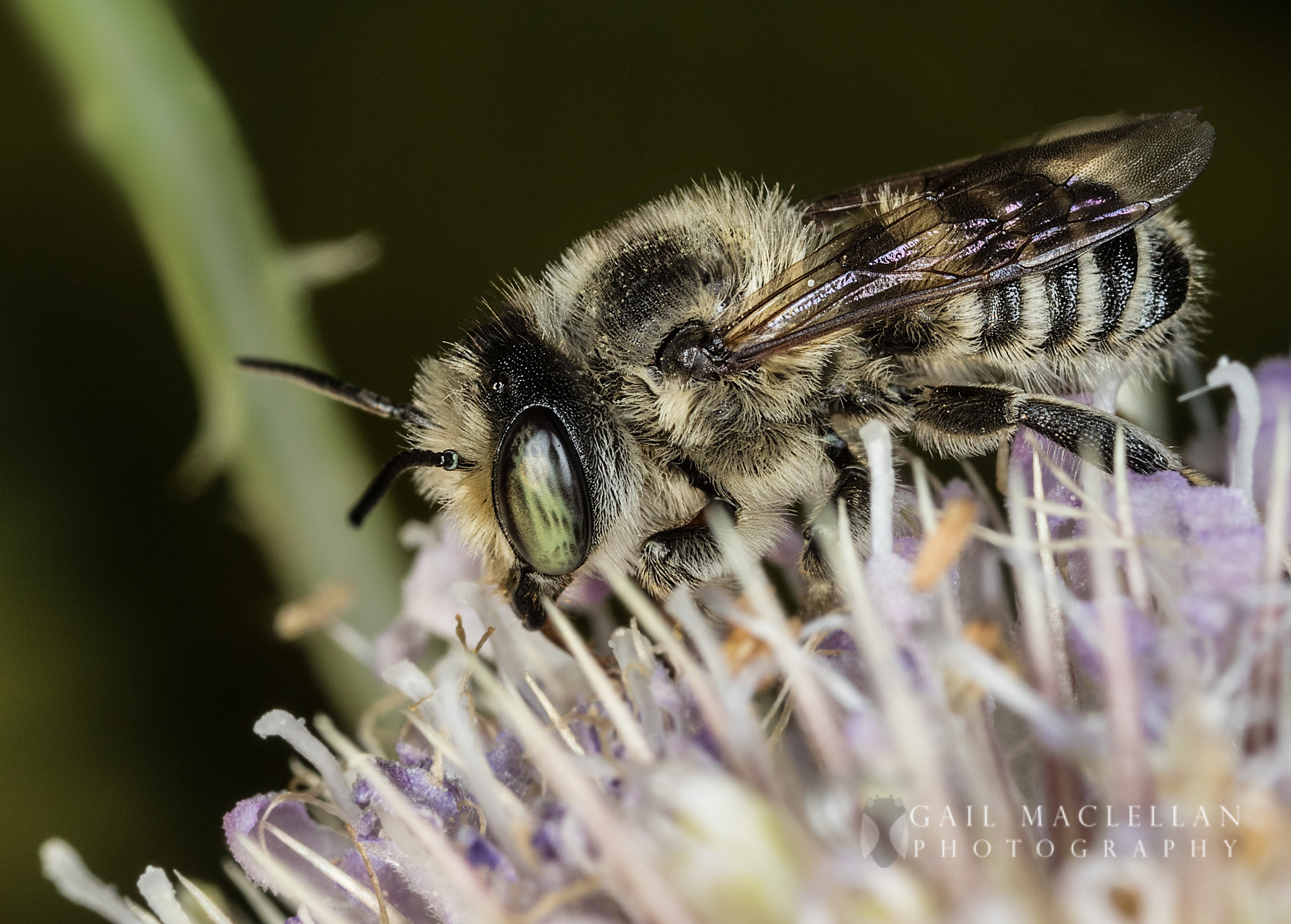 Canon MP-E 65mm F2.5 1-5x Macro Photo sample photo. Leaf-cutter and resin bees (megachile) photography
