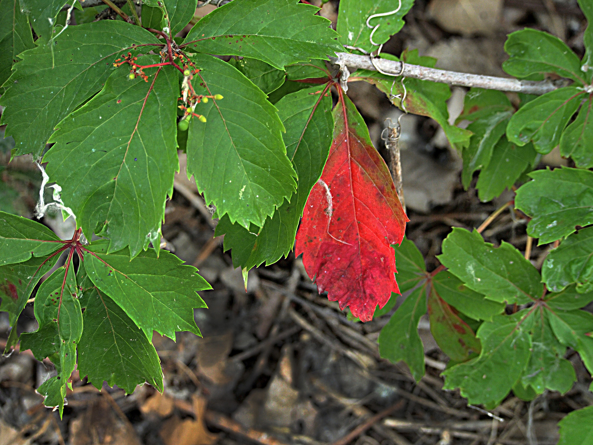 Olympus PEN E-P1 sample photo. Red leaf photography