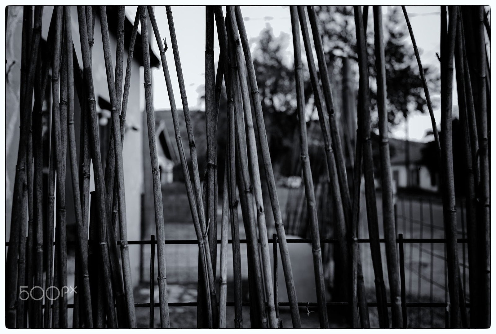 Summicron-M 1:2/35 ASPH. sample photo. The sporadic fence photography
