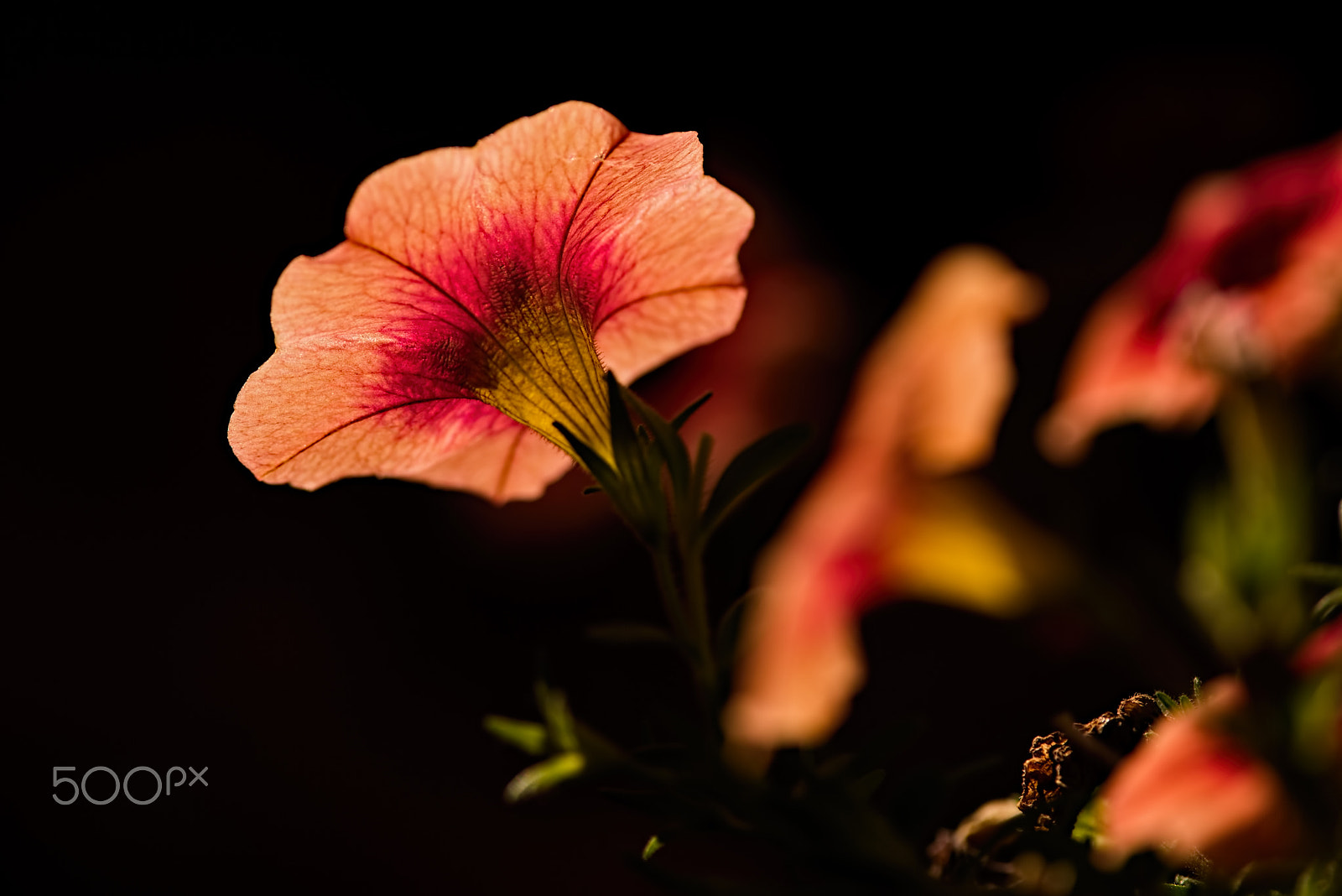 Nikon D810 + Nikon AF-S Nikkor 300mm F4D ED-IF sample photo. Dressed to the nines 0723 photography