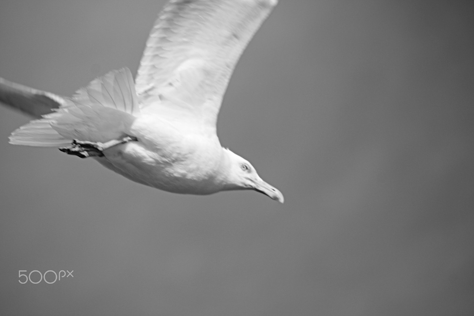 Canon EOS 600D (Rebel EOS T3i / EOS Kiss X5) + 55.0 - 250.0 mm sample photo. Grayscale sea gull take off photography